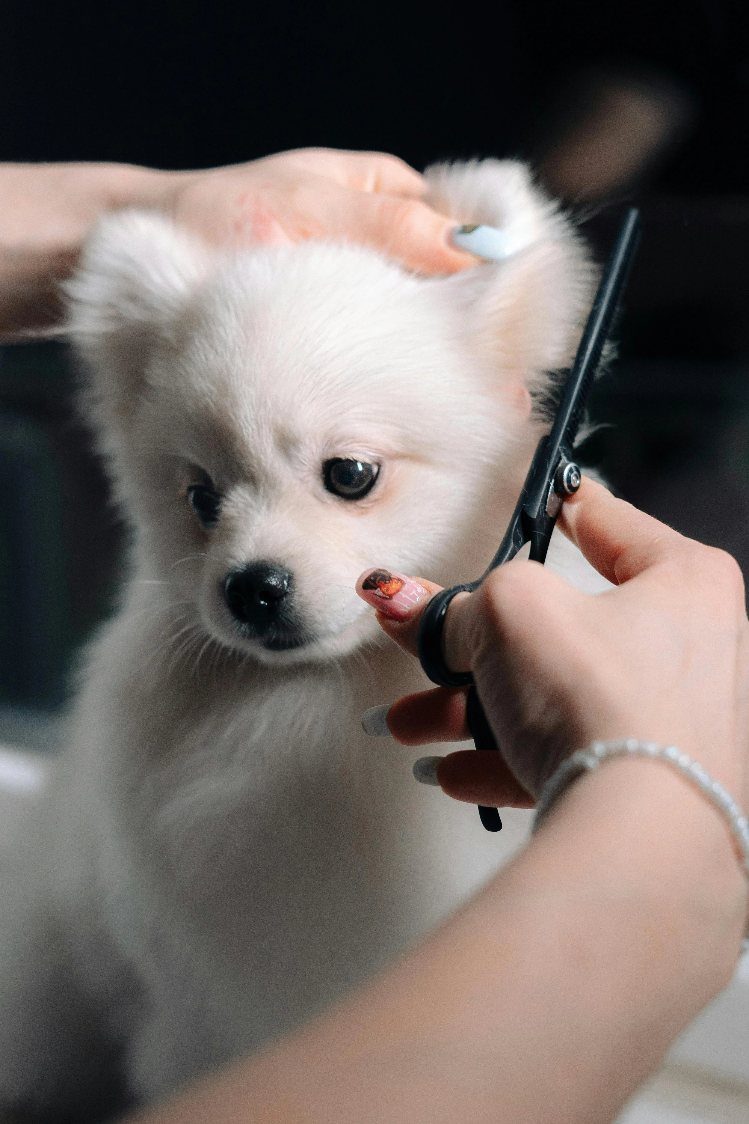 A person is grooming a small, white Siberian Husky puppy with a pair of grooming scissors. The puppy is looking at the camera with one eye visible, and the person's hands are visible, holding the scissors and part of the puppy's head.