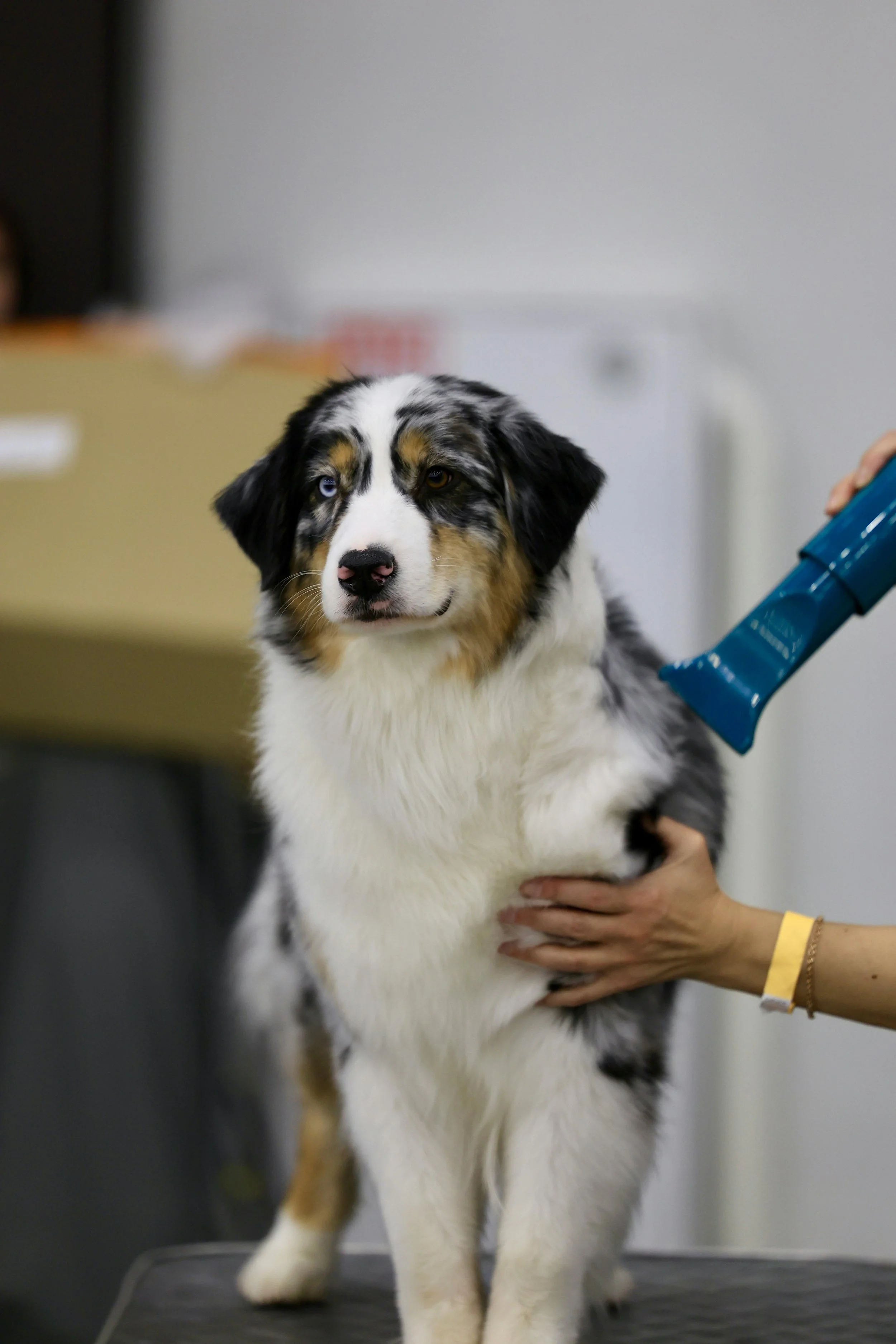 Australian Shepherd dog with heterochromia, one blue eye and one brown eye, at a veterinary clinic or grooming station.