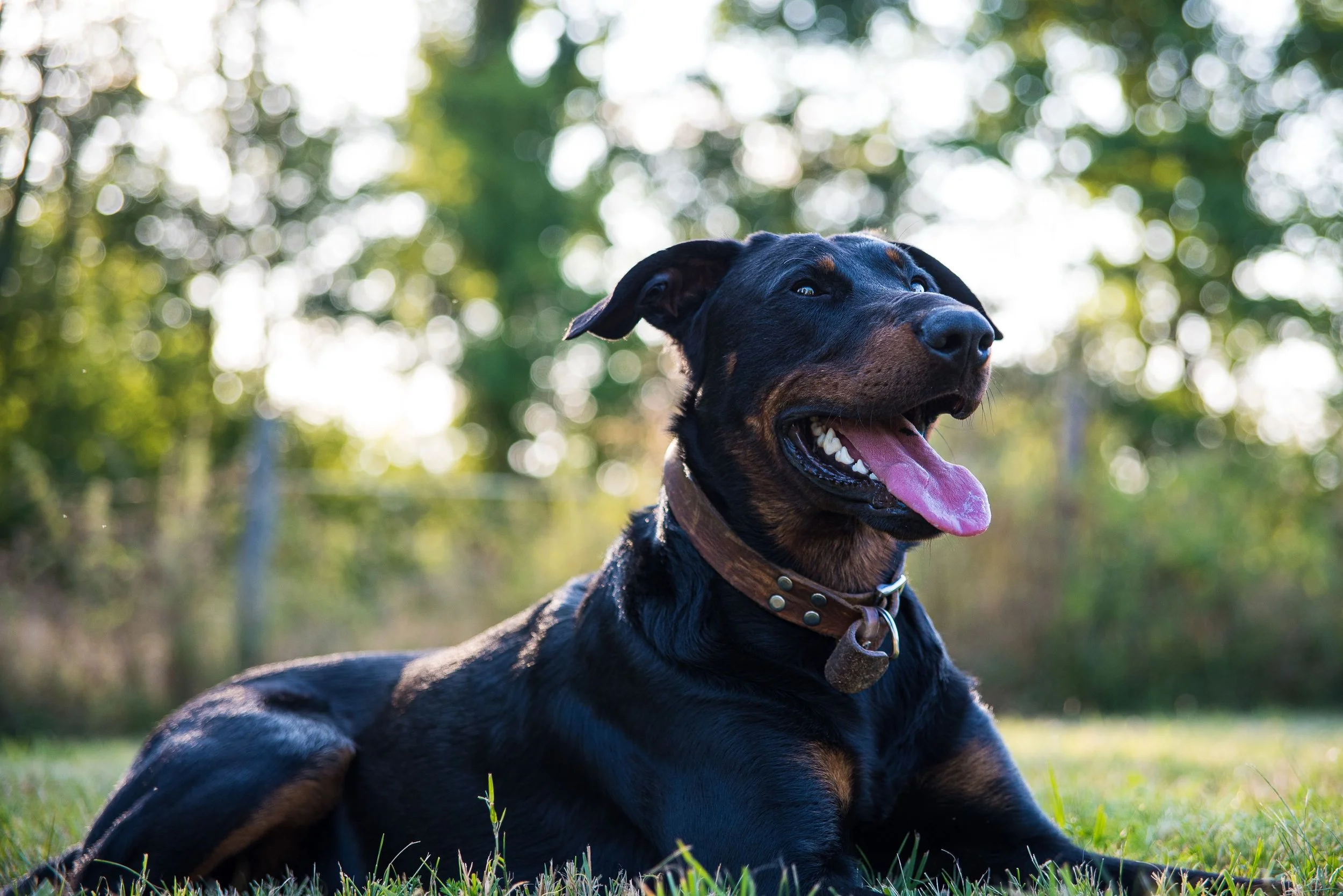 A happy black and tan Rottweiler mix dog with a leather collar lying on grass in a park during daytime, with trees and blurred sunlight in the background.