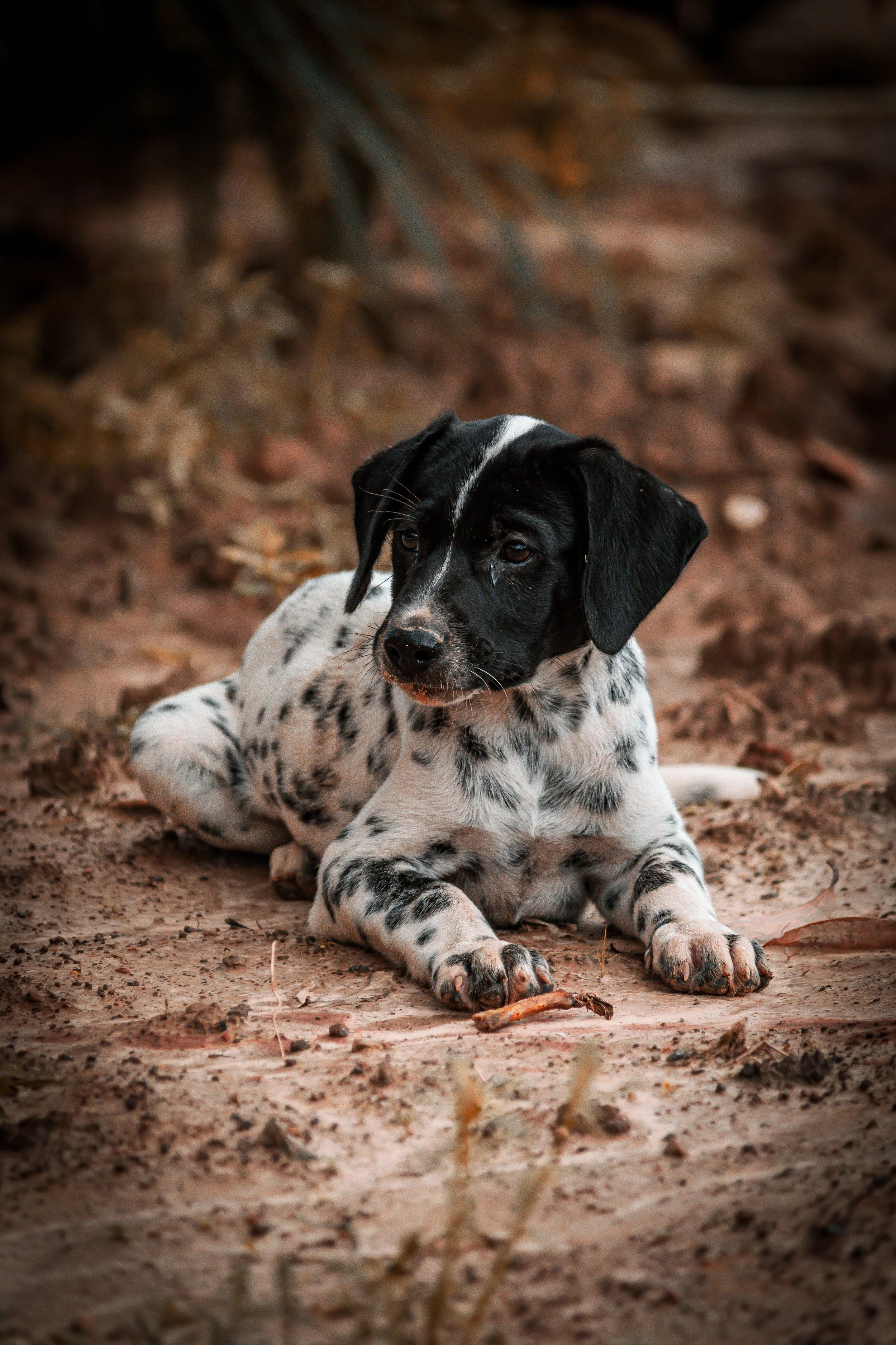 A black and white puppy lying on the ground in a natural outdoor setting with dry leaves and soil.