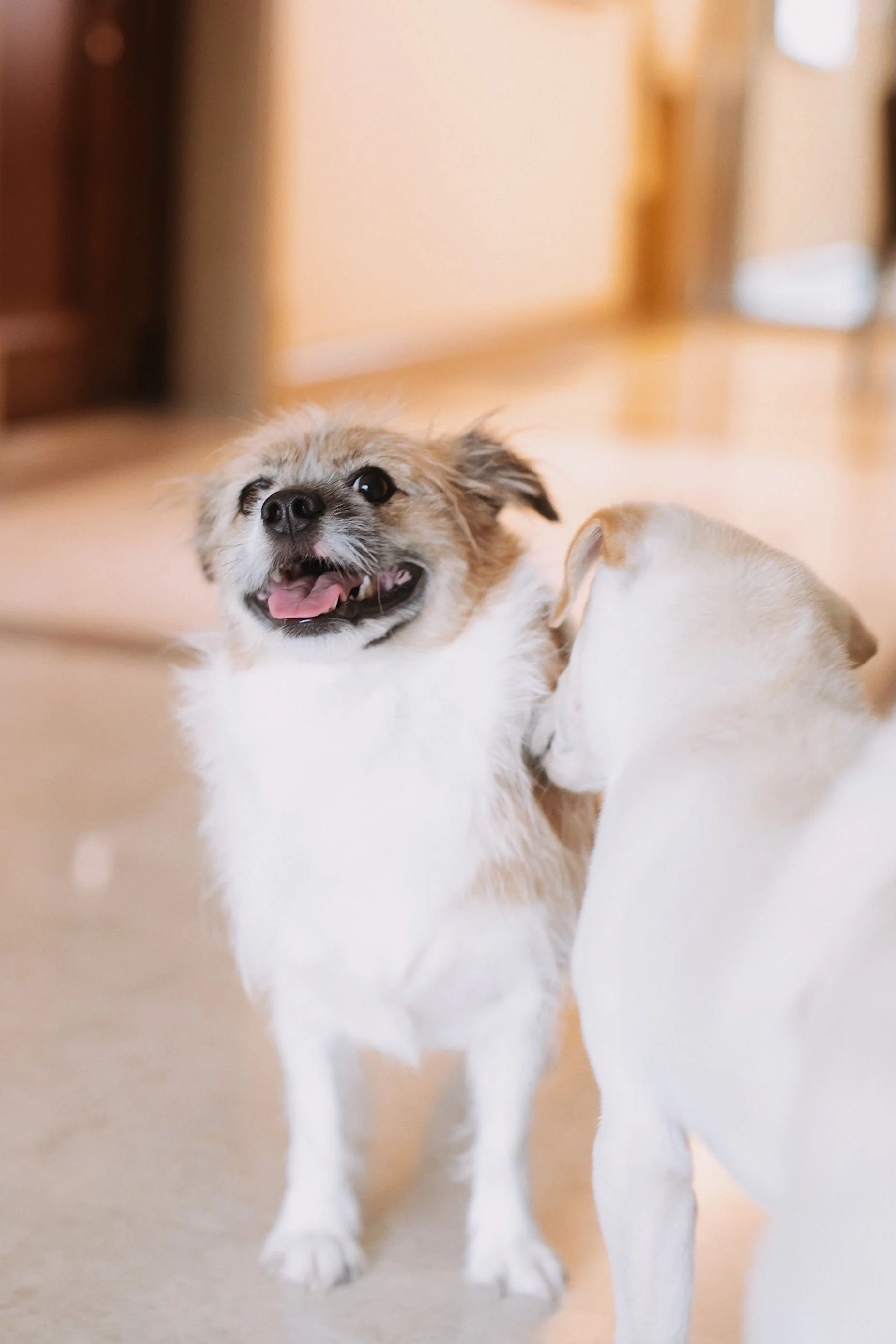 A small, fluffy dog with a happy expression, standing on a light-colored floor indoors with blurred background of wooden furniture and warm lighting.