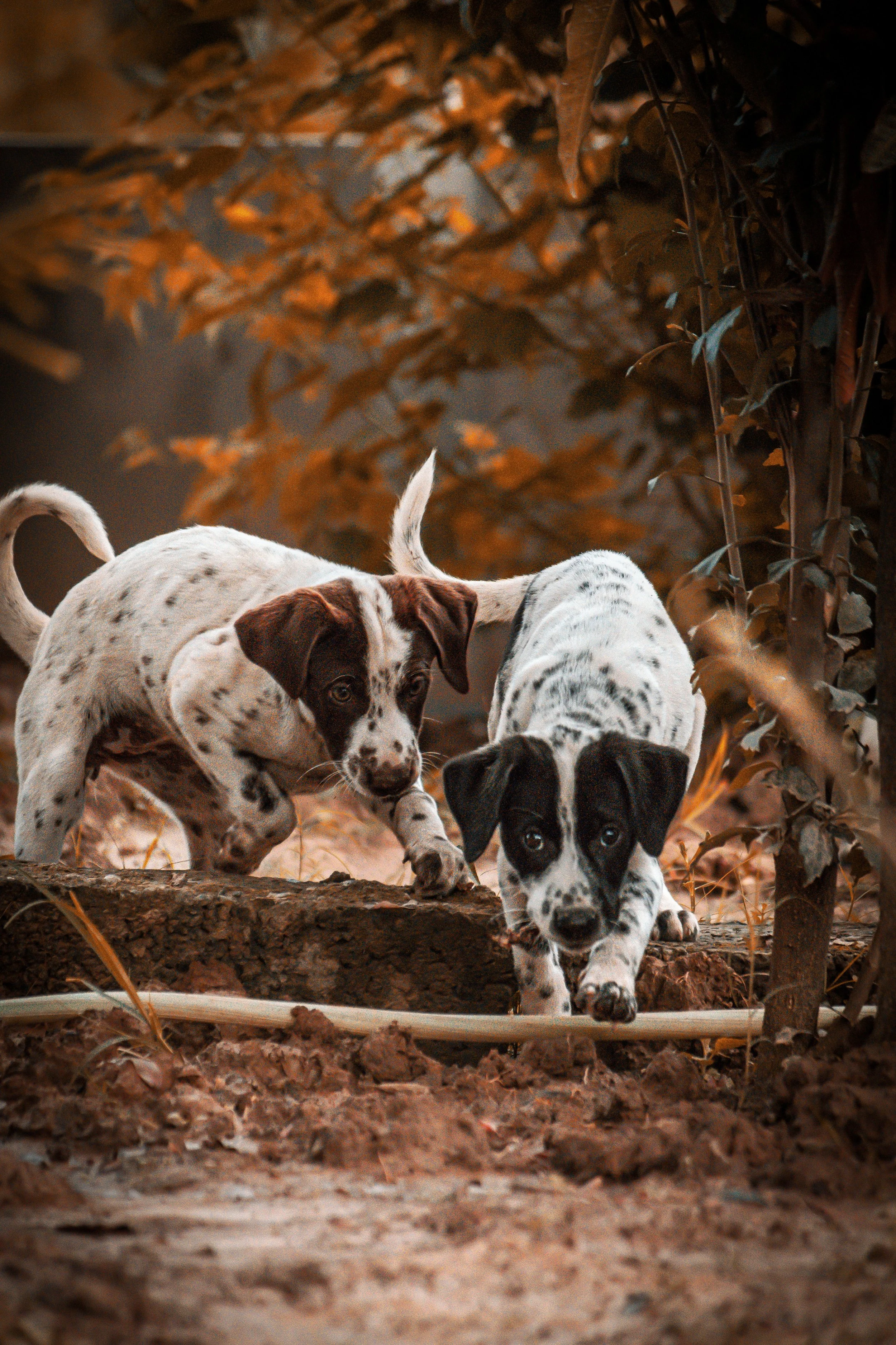Three black and white puppies walking through a backyard with leaves and dirt.