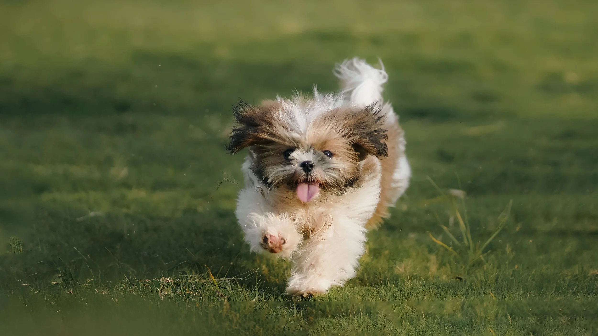 A small, fluffy puppy running through a grassy field with its tongue out and ears flapping.