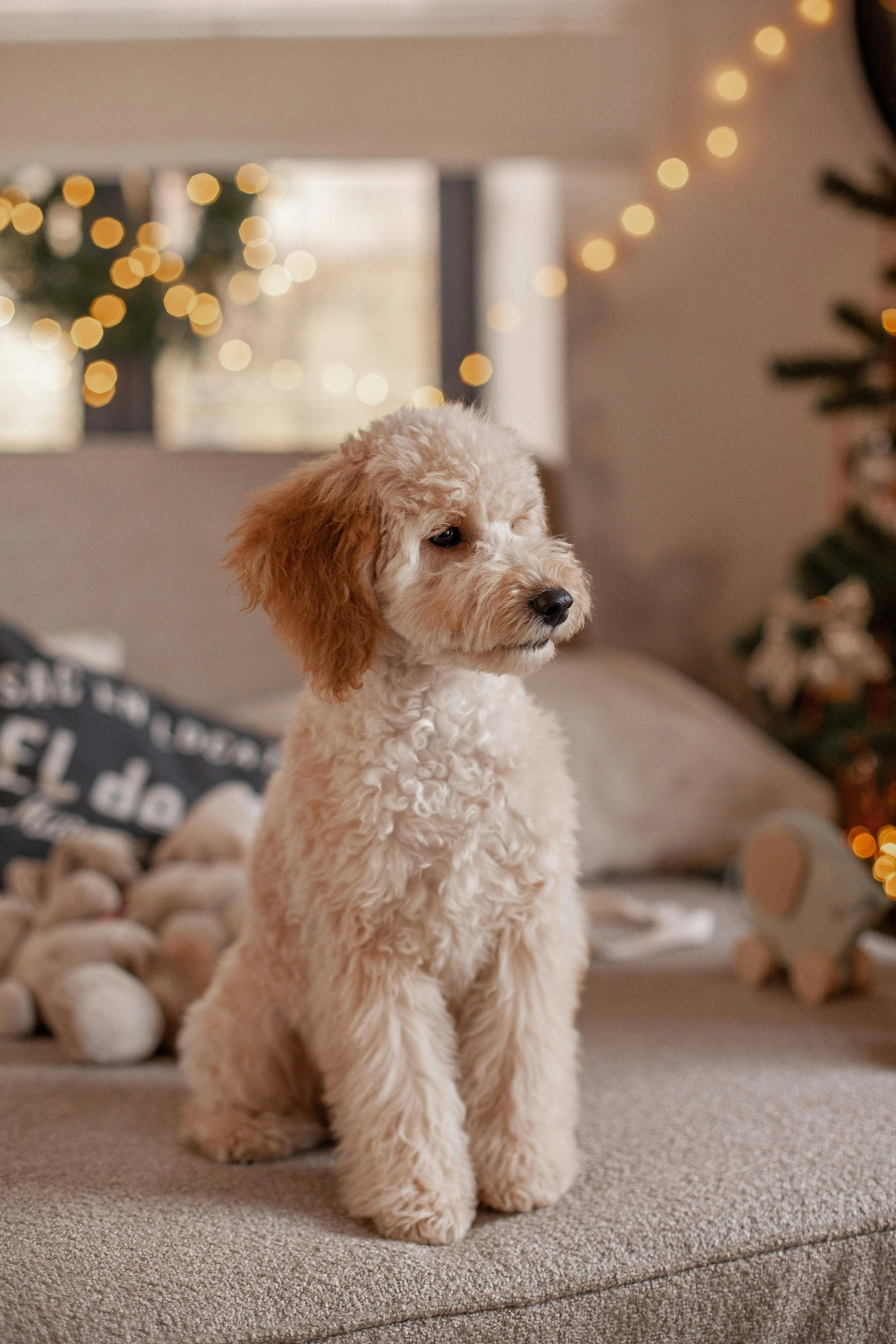 A fluffy, cream-colored puppy with brown ears sitting on a beige couch. In the background, there are blurred warm holiday string lights and a decorated Christmas tree.
