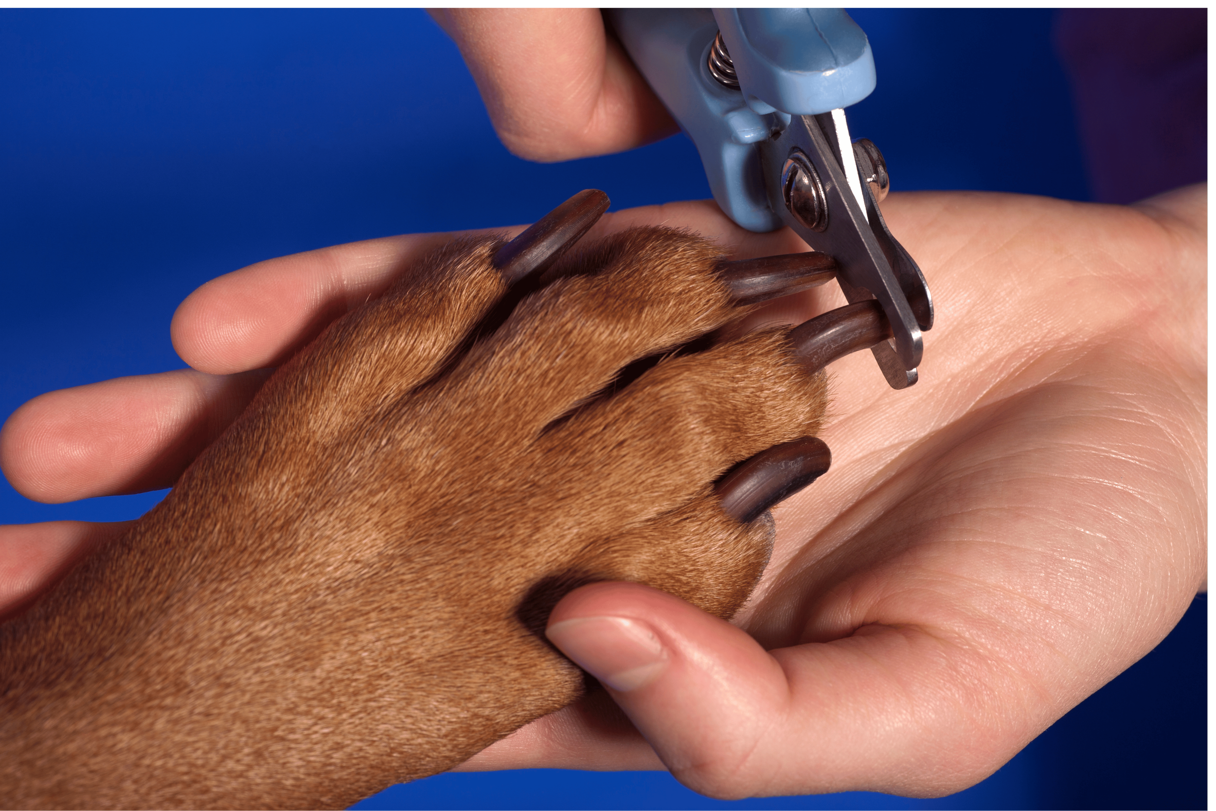 In-Home Nail Trim