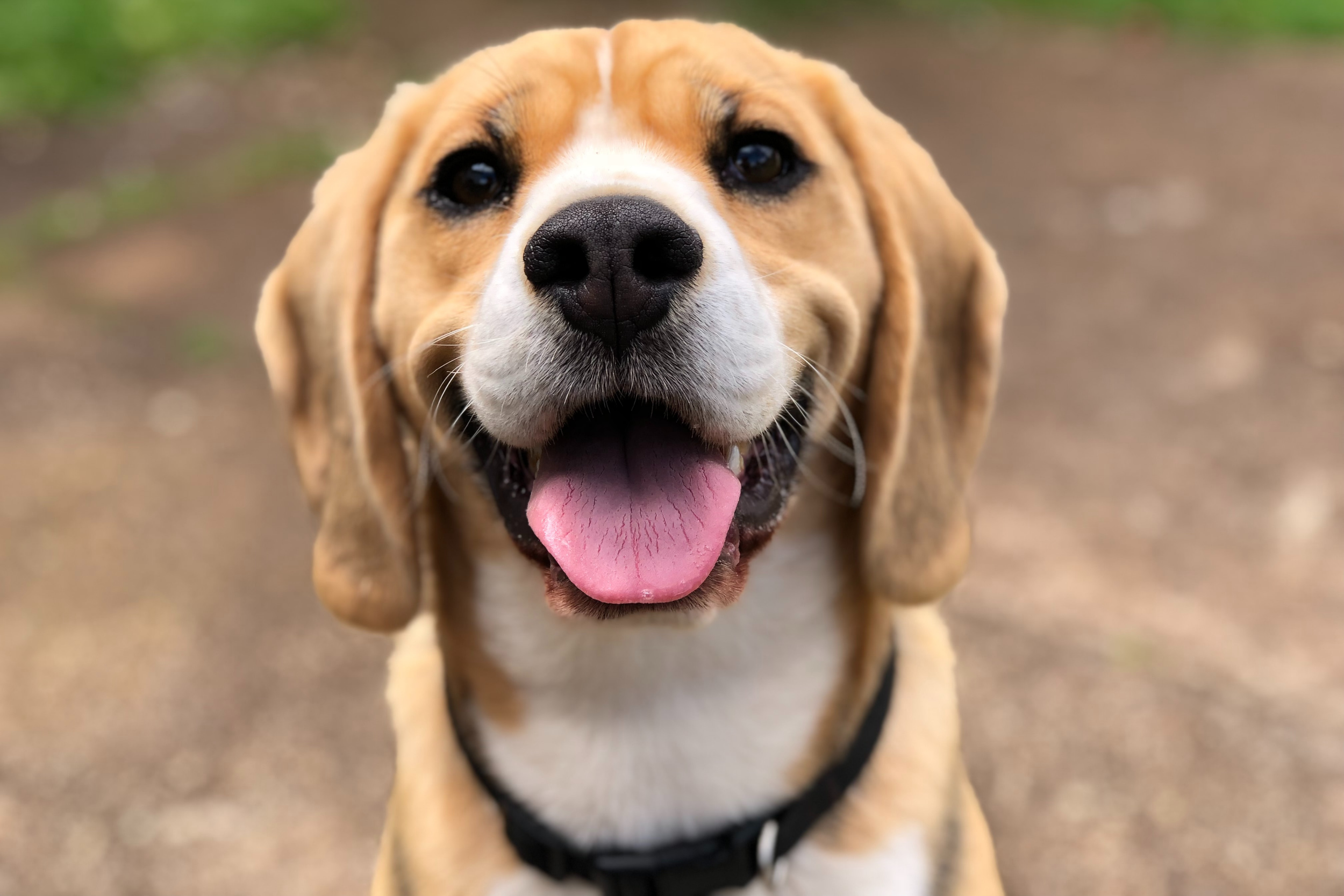 Close-up of a happy beagle dog with tongue out, outdoors on a dirt path with green grass in the background.