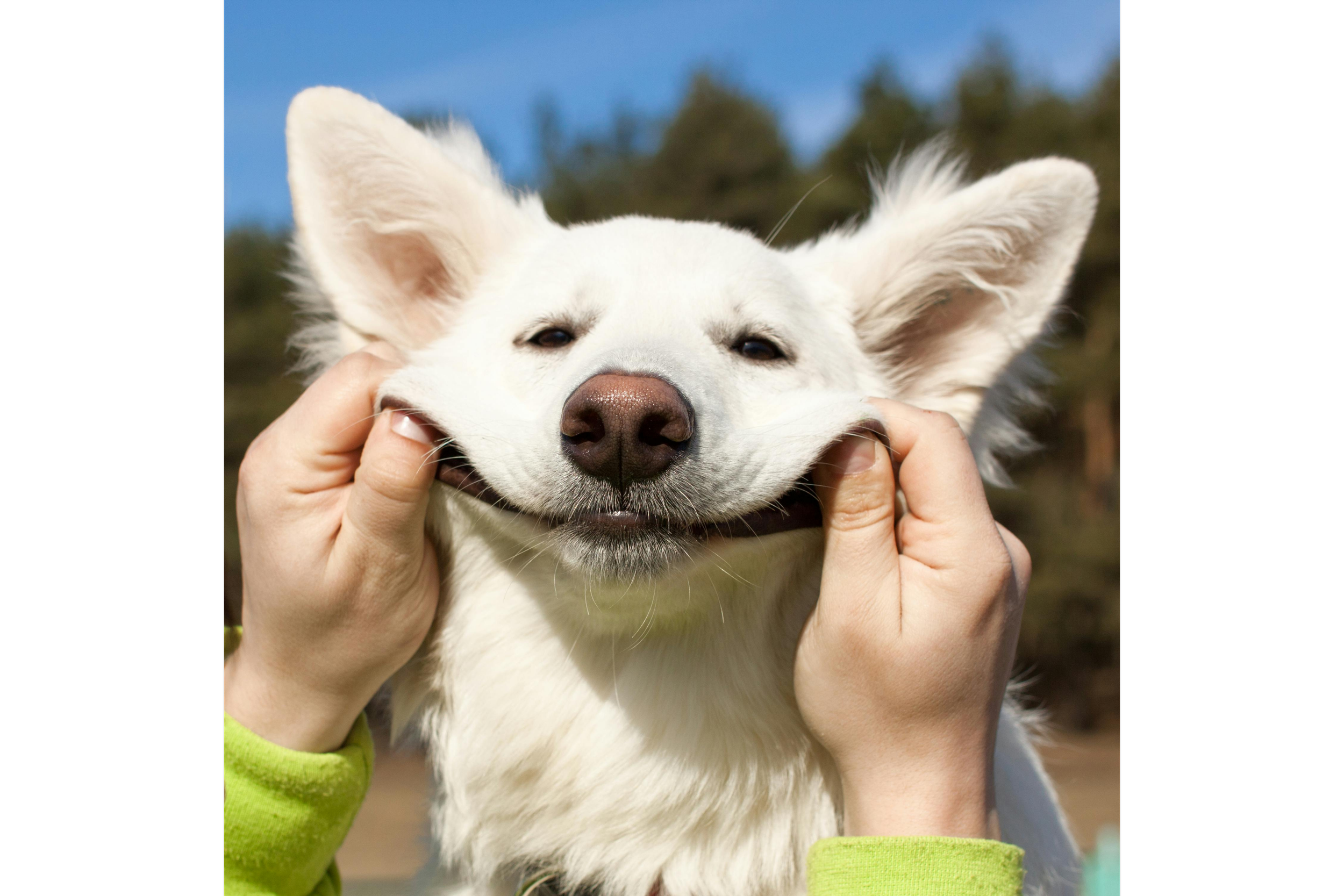 A person holding a happy white dog with large ears outdoors on a sunny day.