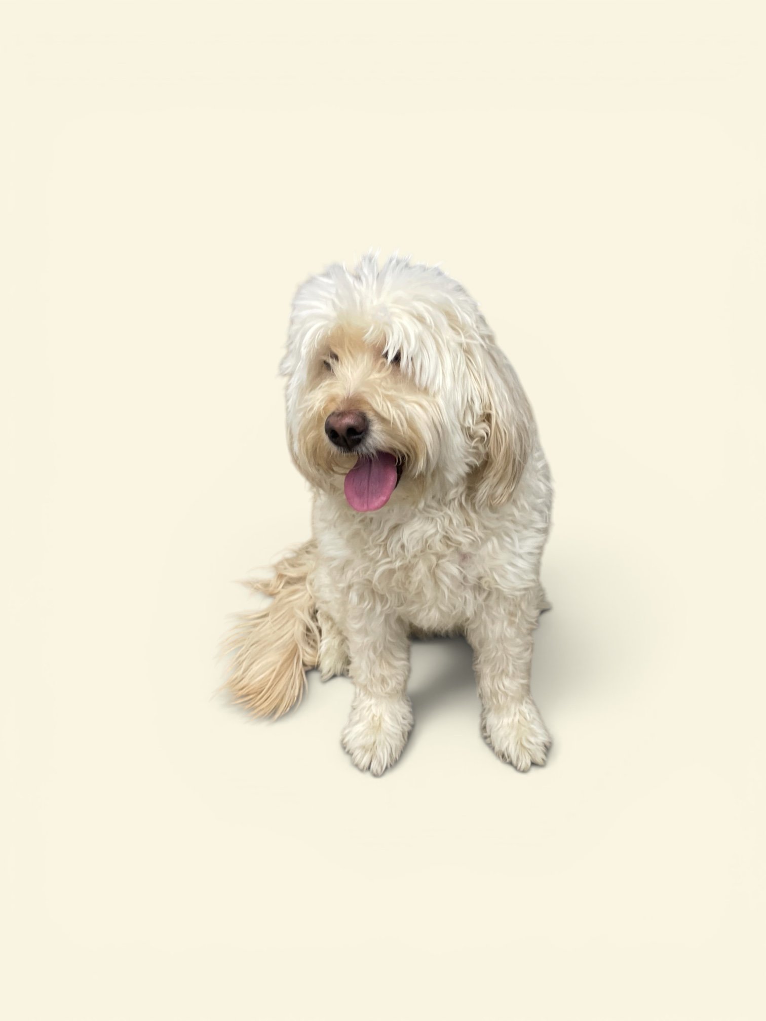 A tan and cream goldendoodle puppy with a fluffy overgrown curly coat, sitting before his bath.