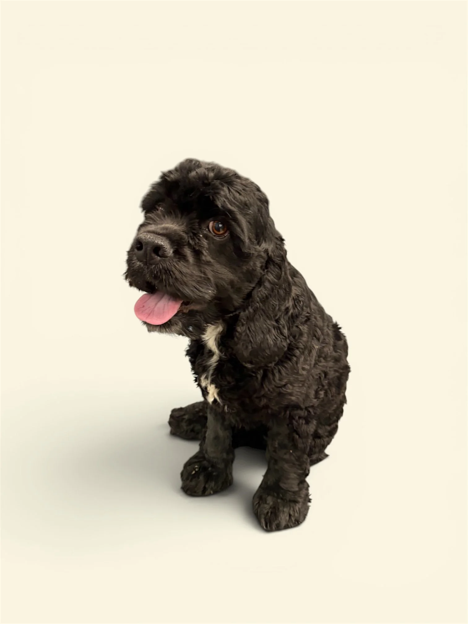 A Black cocker spaniel sitting before his bath, his coat is long.