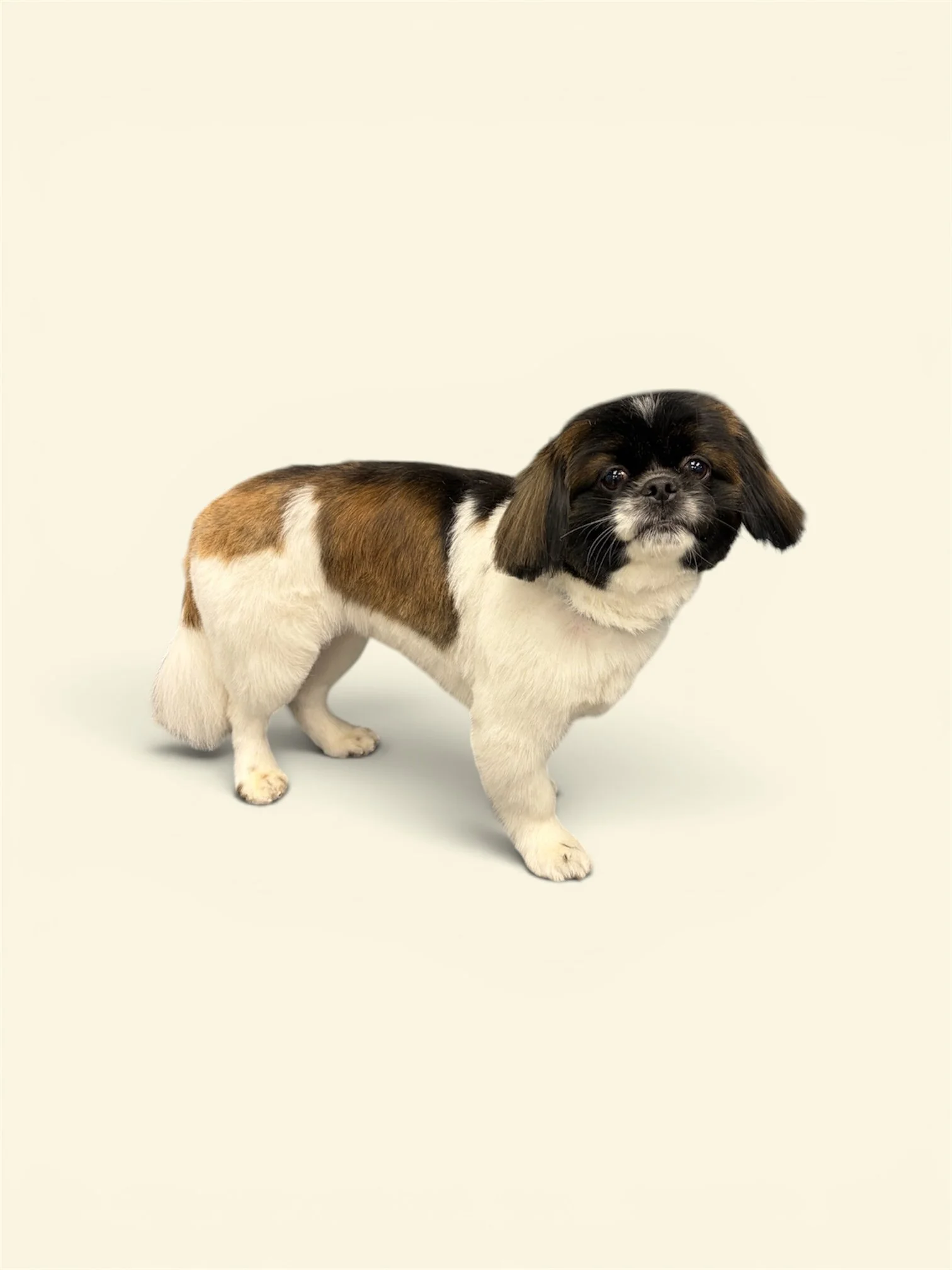 A pekingese puppy standing after a haircut.