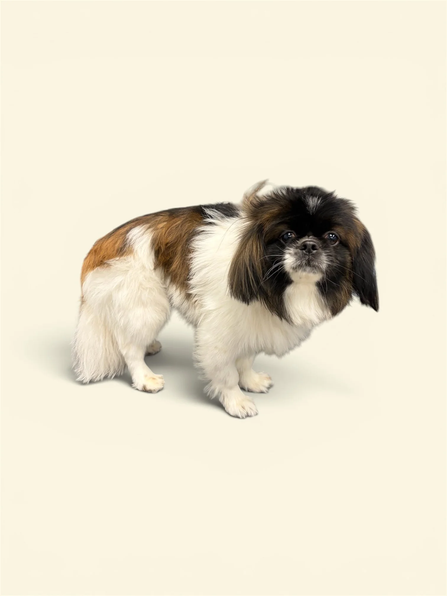 A pekingese puppy that's very furry standing before his bath.