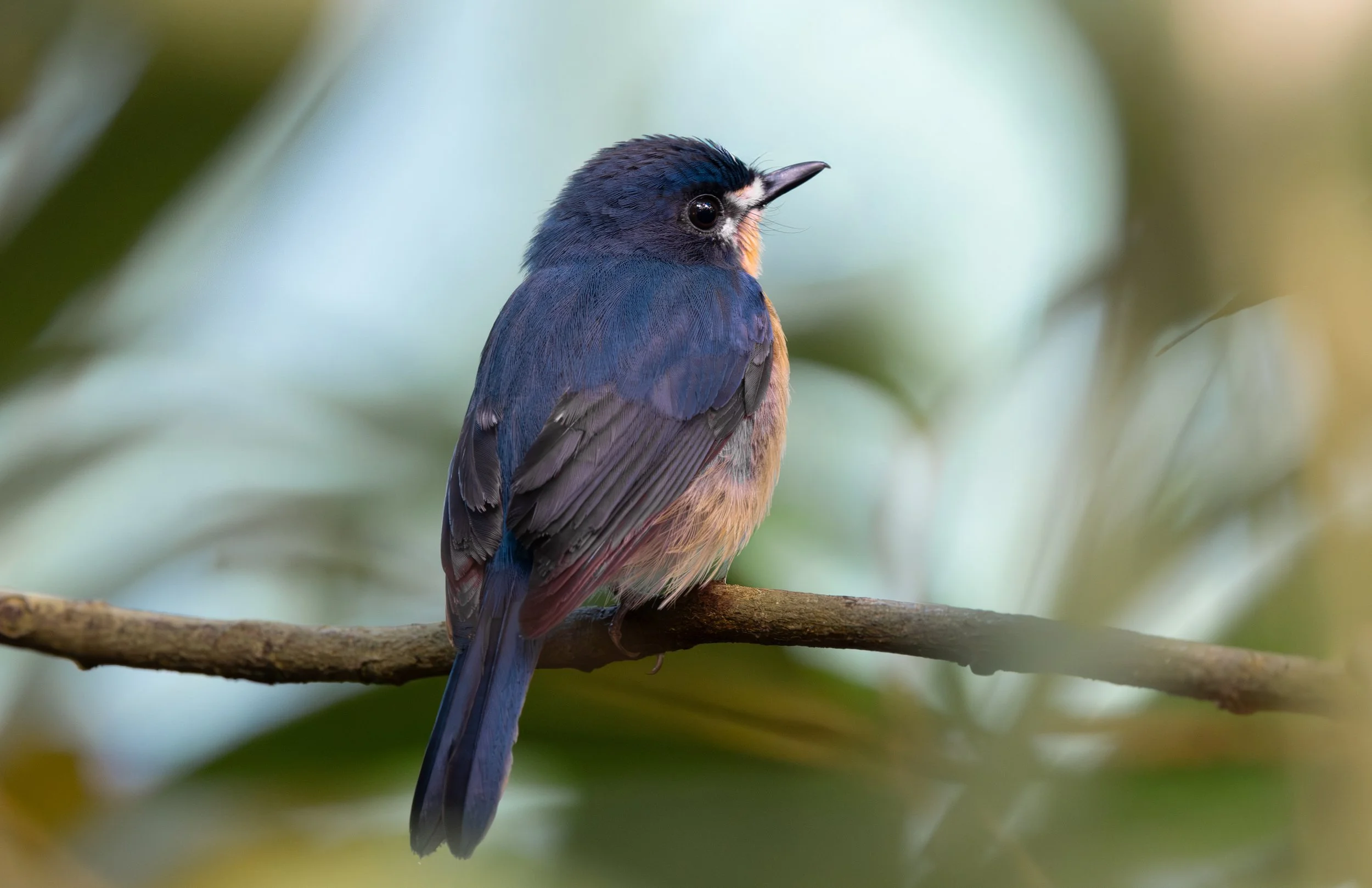 Quiet Perch
