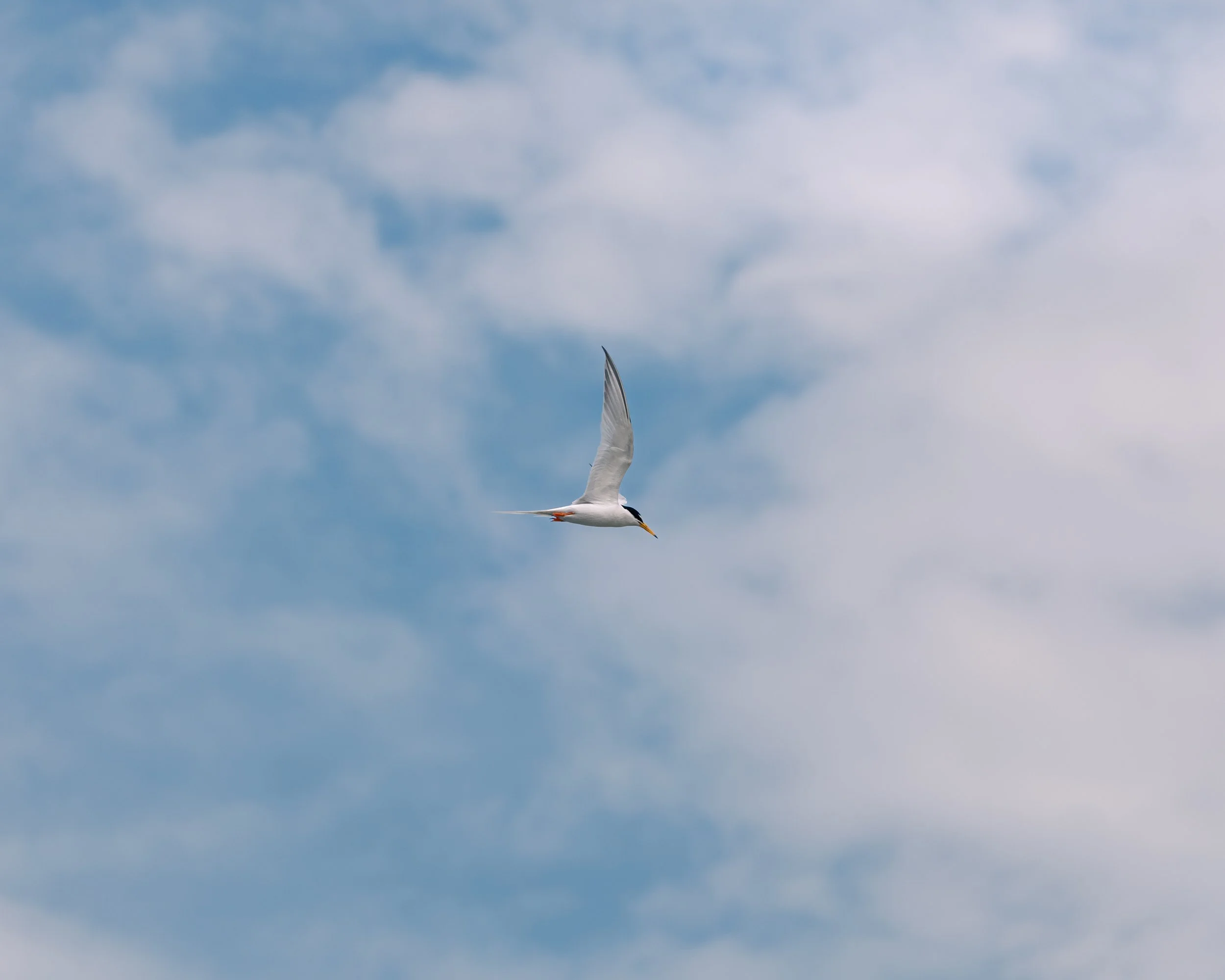 A tern flying against a cloudy sky.