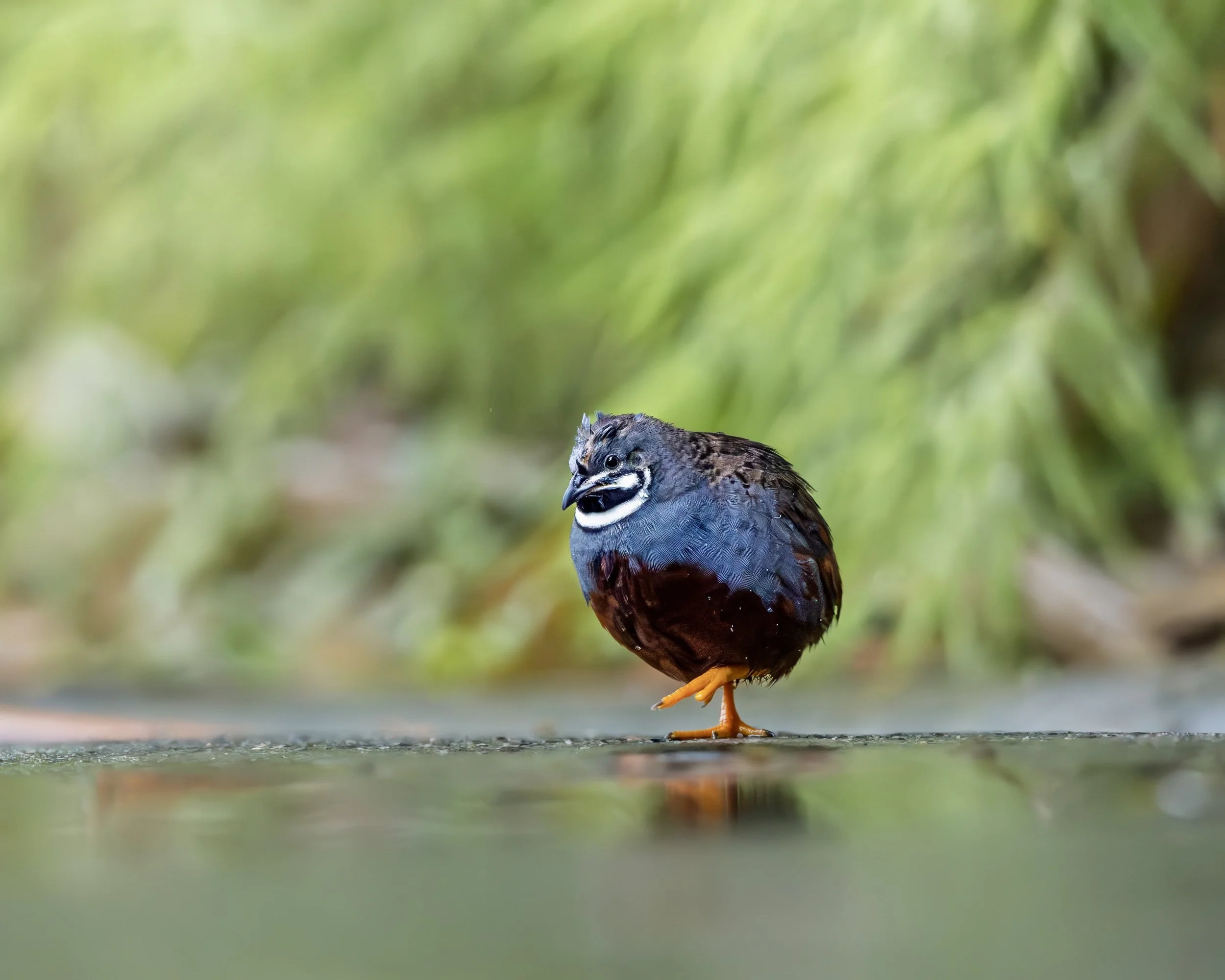A bird standing on the ground with a blurred green background.