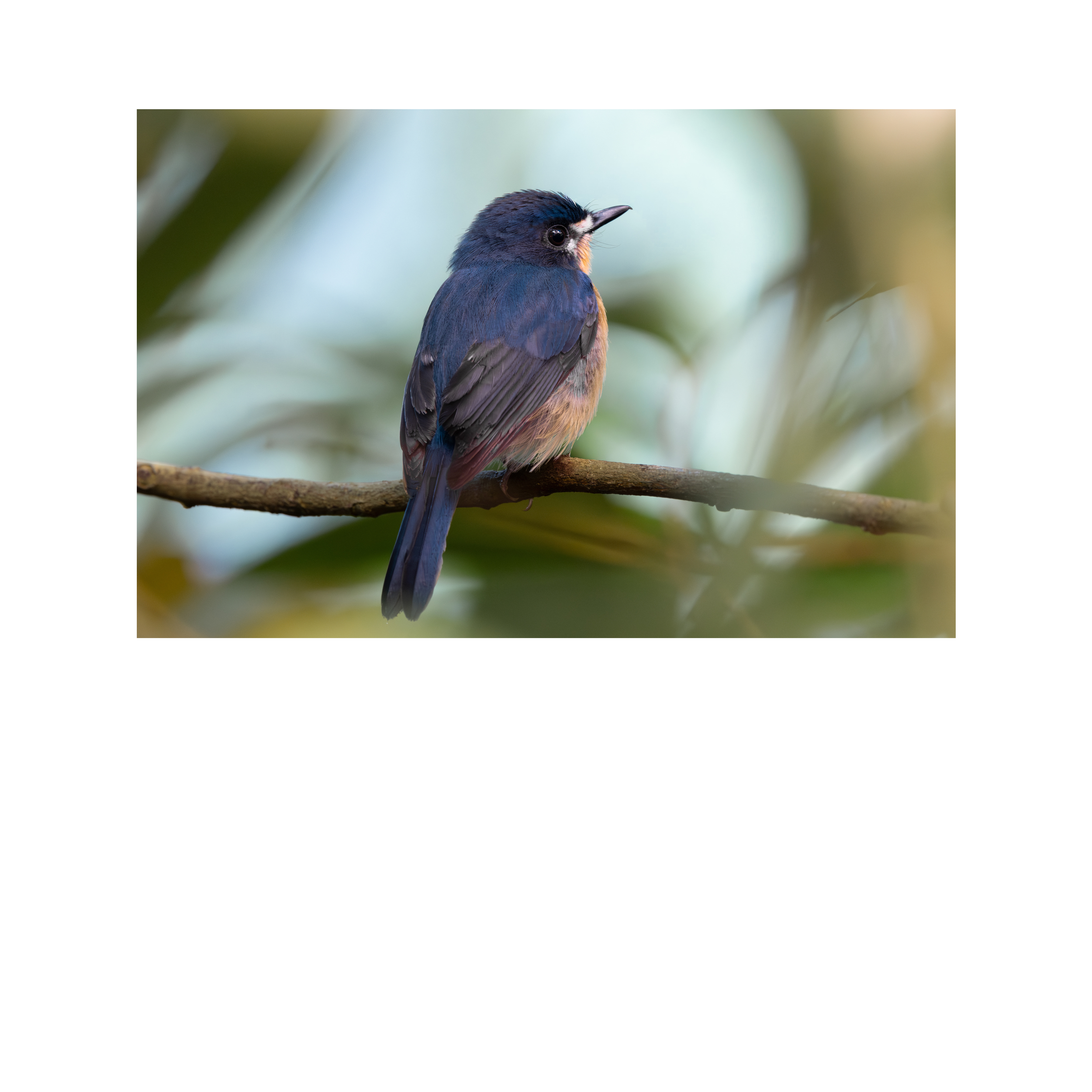 Untitled design-3.png
