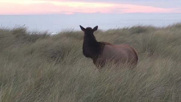 A moose standing in tall grass near a body of water at sunset.