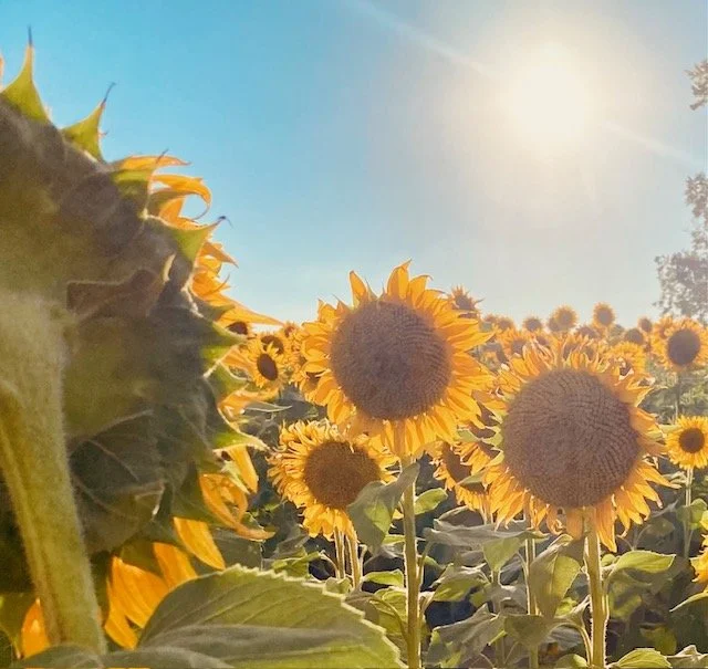 A field of Kansas sunflowers during daytime with the sun shining in the sky.