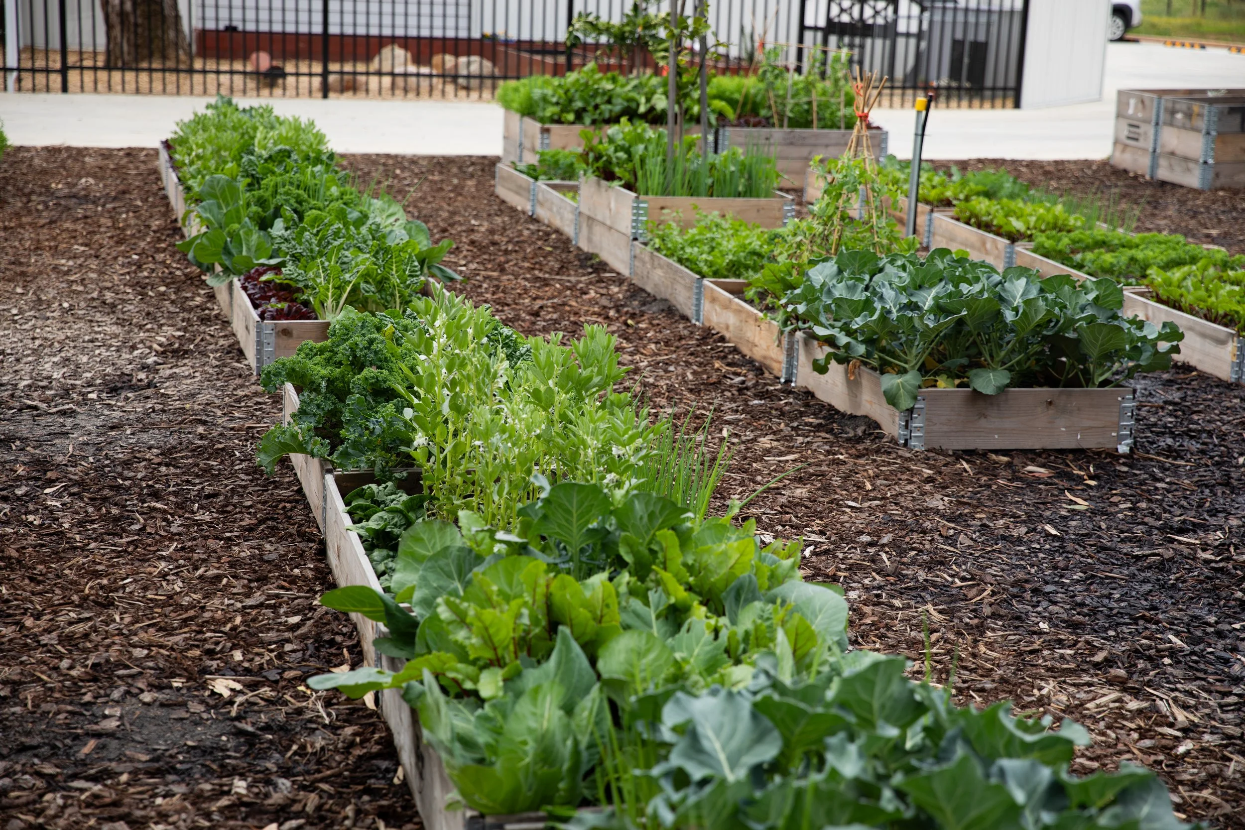 LittleFarm-Sept4-ByCBC-121.jpg