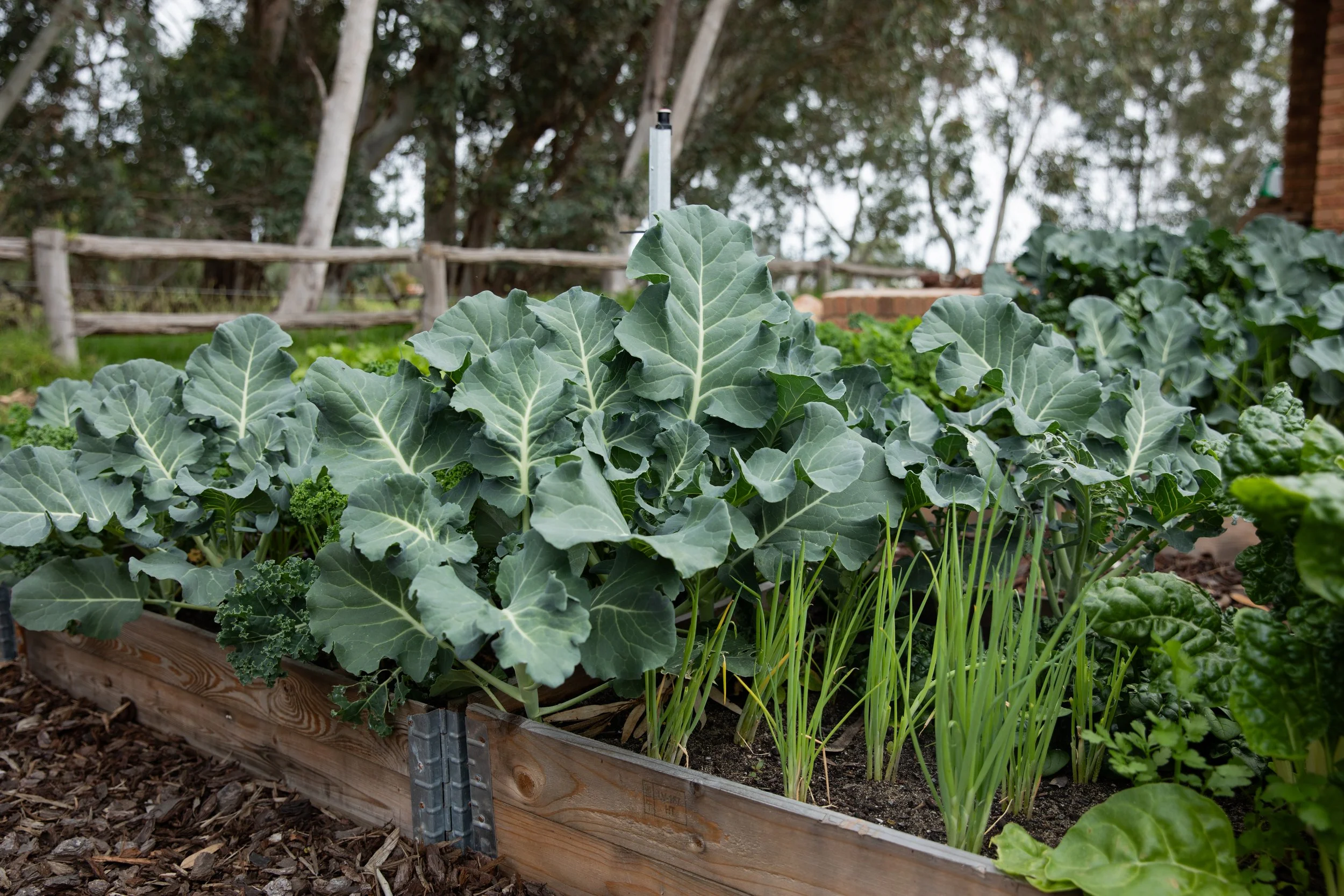 LittleFarm-Sept4-ByCBC-98.jpg