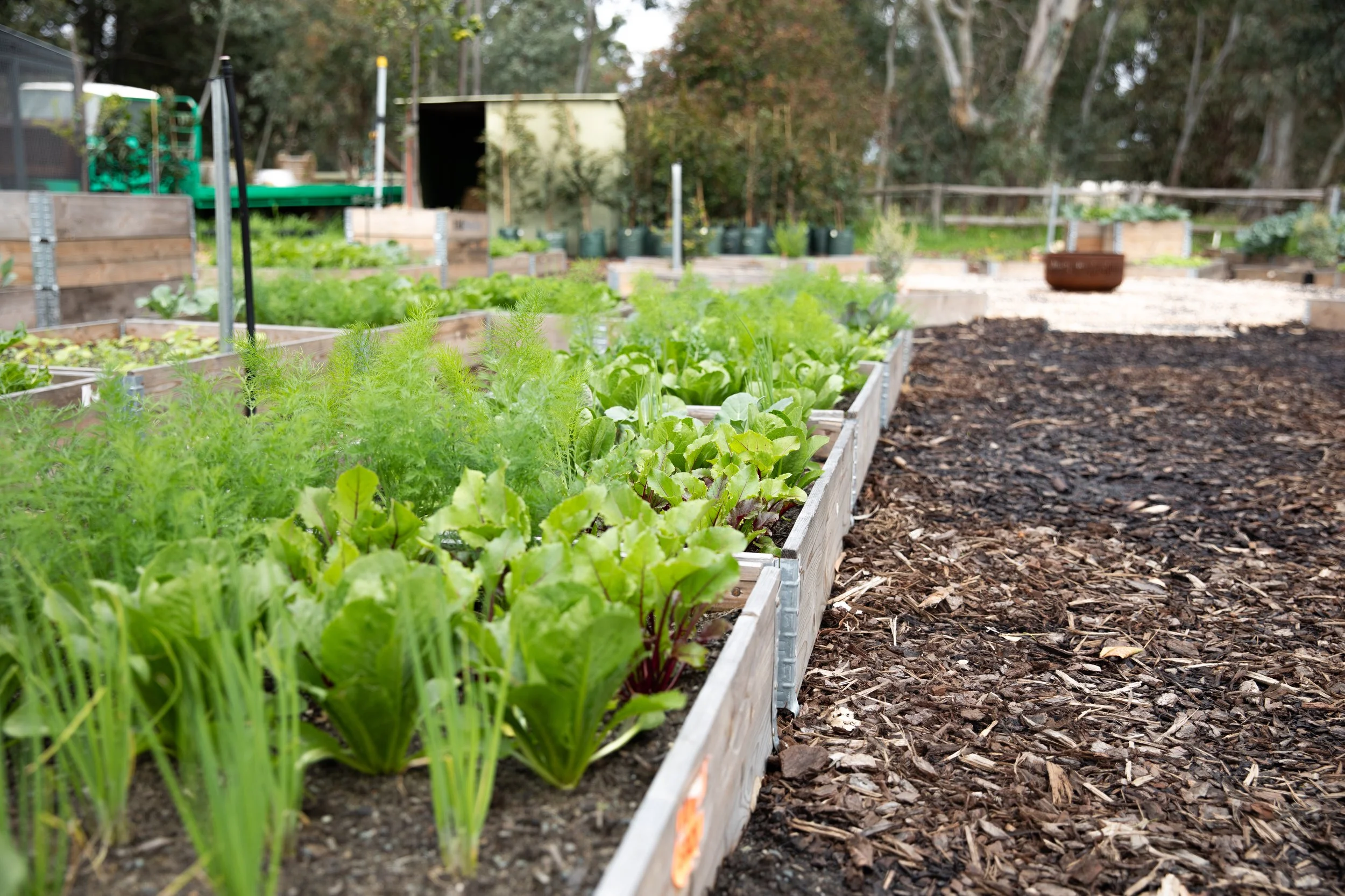 LittleFarm-Sept4-ByCBC-52.jpg
