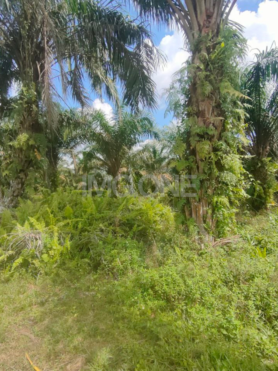 Agriculture (Oil Palm) Land at Mukim Ulu Benut, Kluang