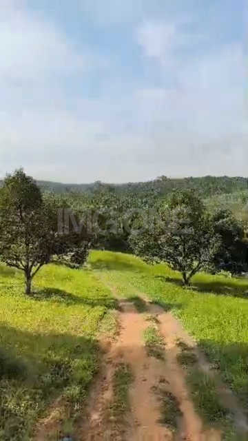 Agriculture Land at Sungai Papan, Desaru
