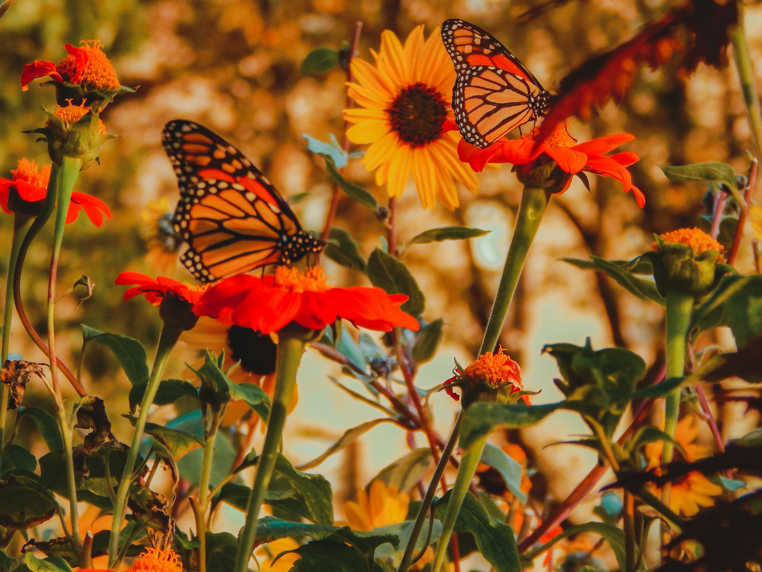 Two monarchs in flowers
