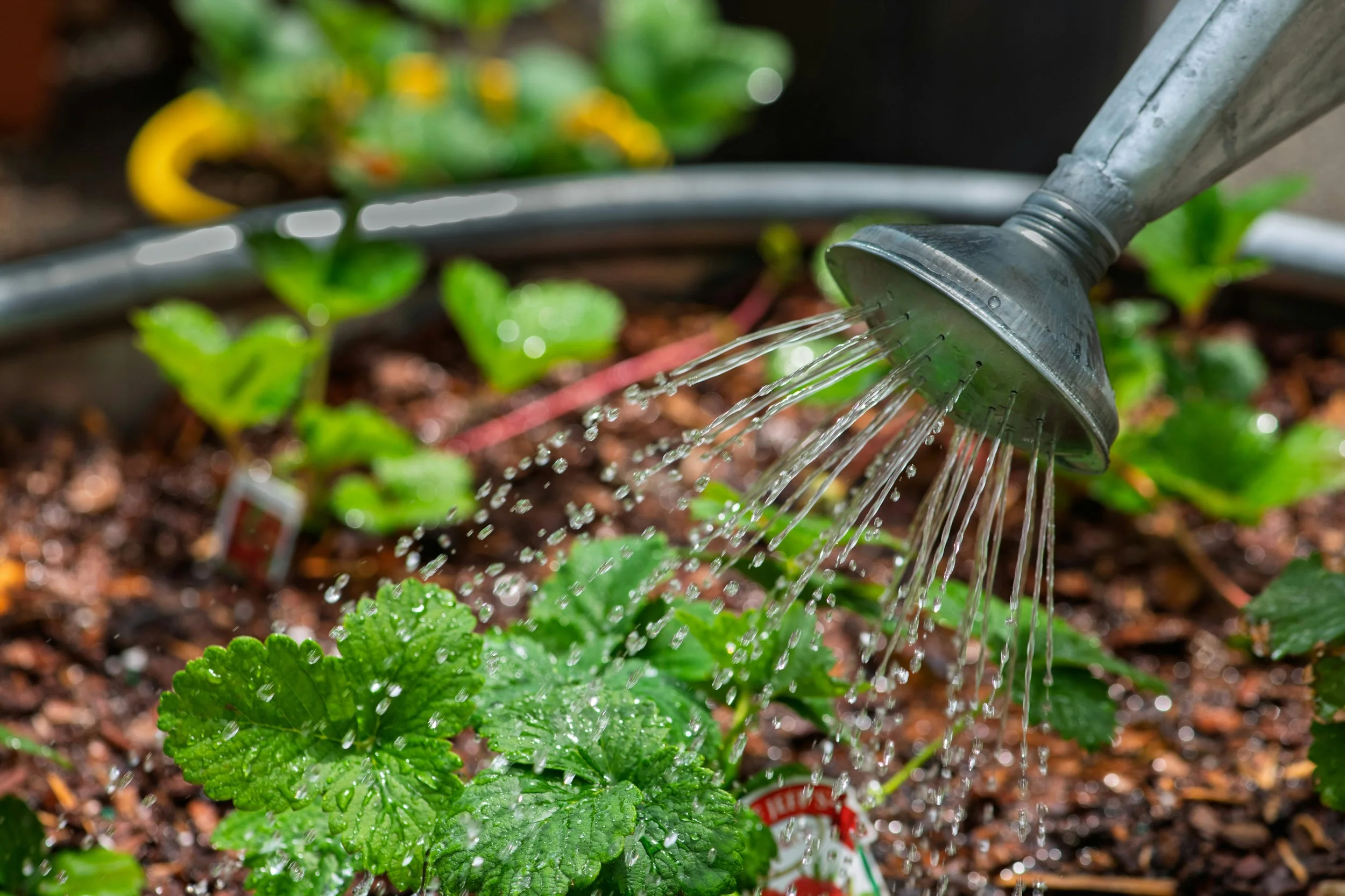 💧 Garden Watering