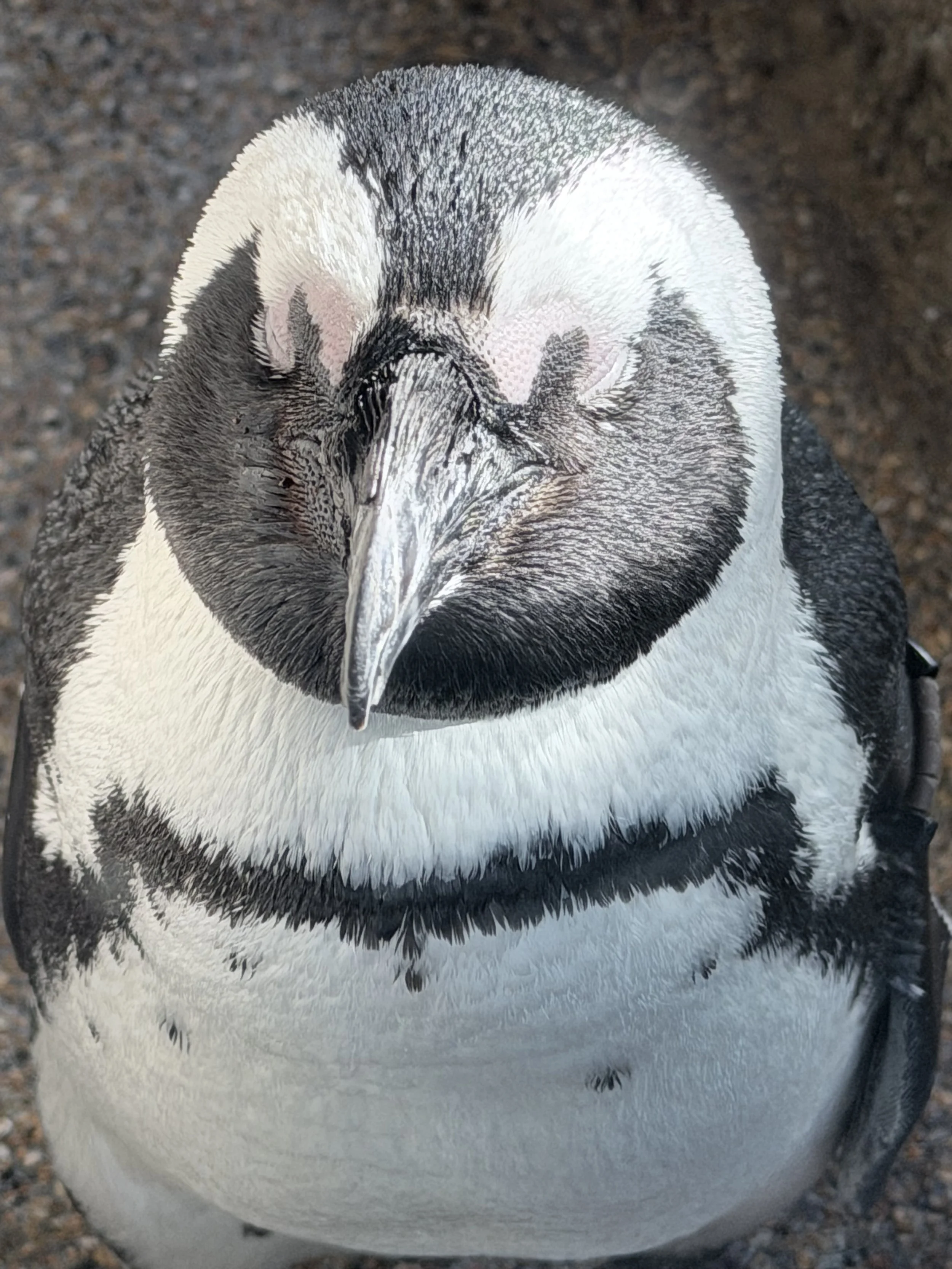 Close-up of a penguin's face with detailed black and white feathers, and a beak pointing downward.