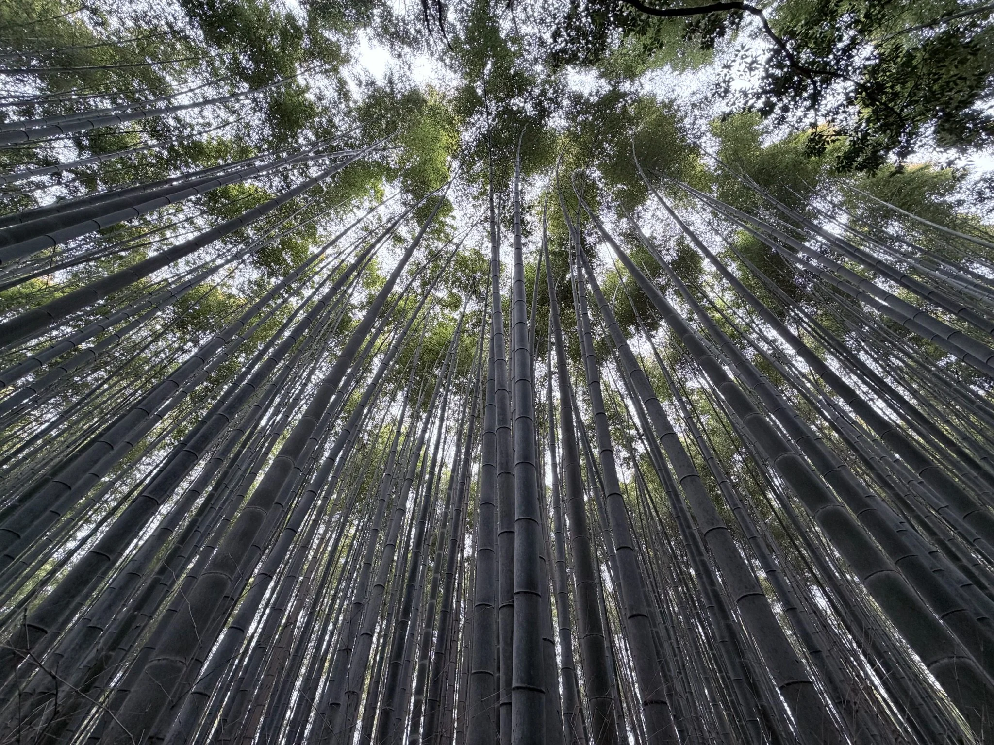 Looking up at a dense bamboo forest with tall, straight bamboo stalks reaching up towards the sky, and a canopy of green leaves filtering sunlight.
