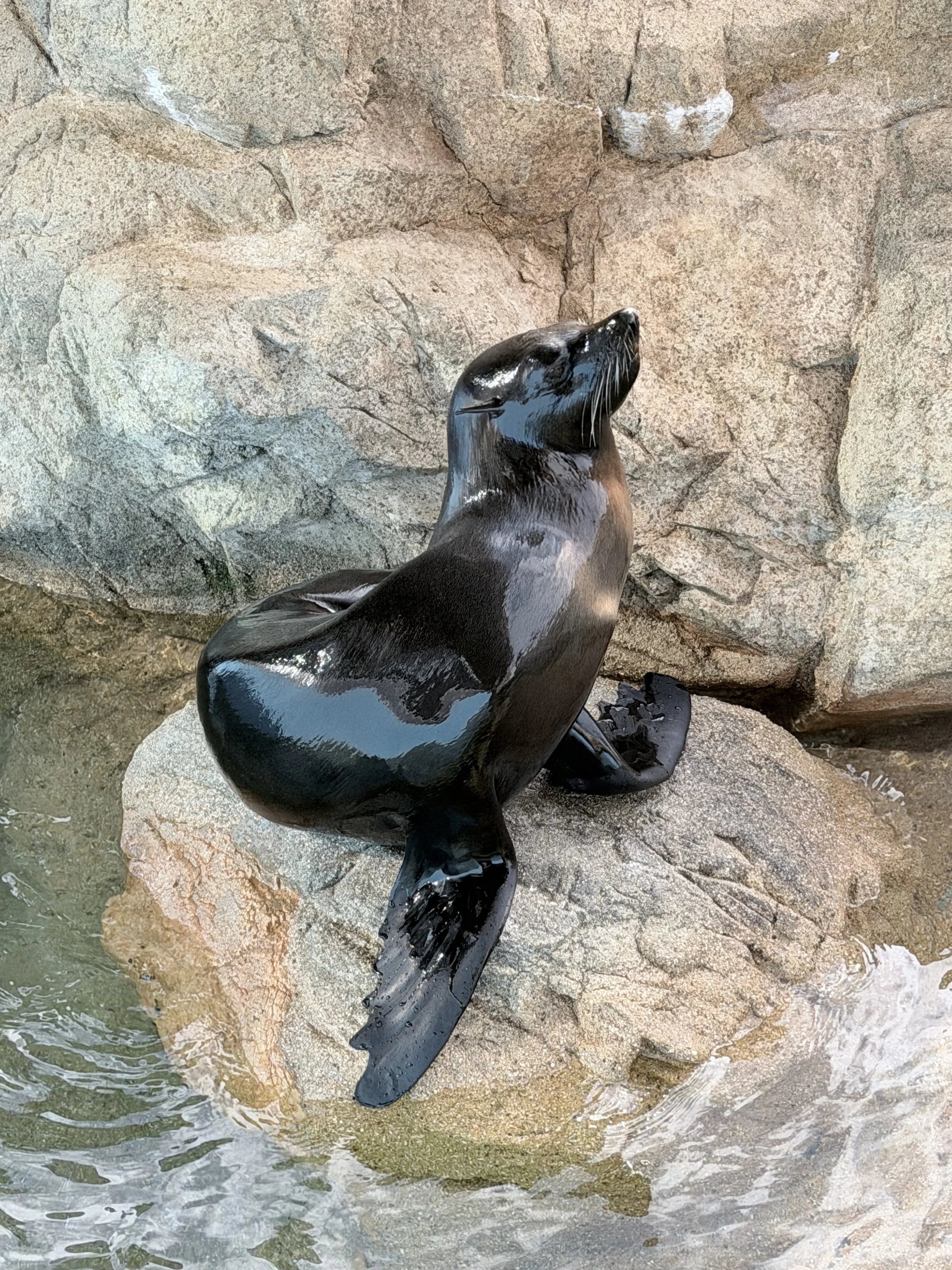 A black sea lion resting on large rocks near water.
