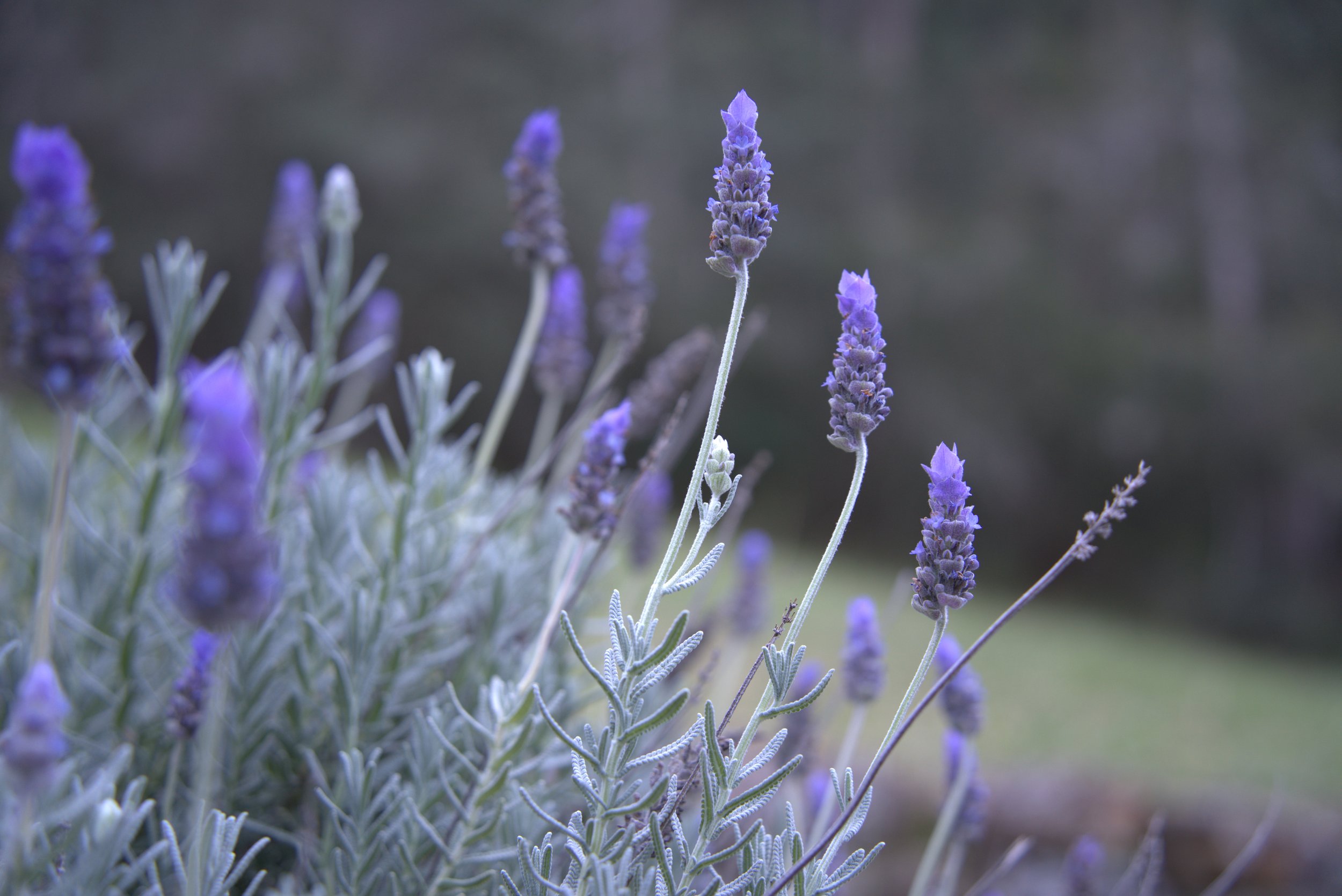Close-up of purple lavender flowers with a blurred background.