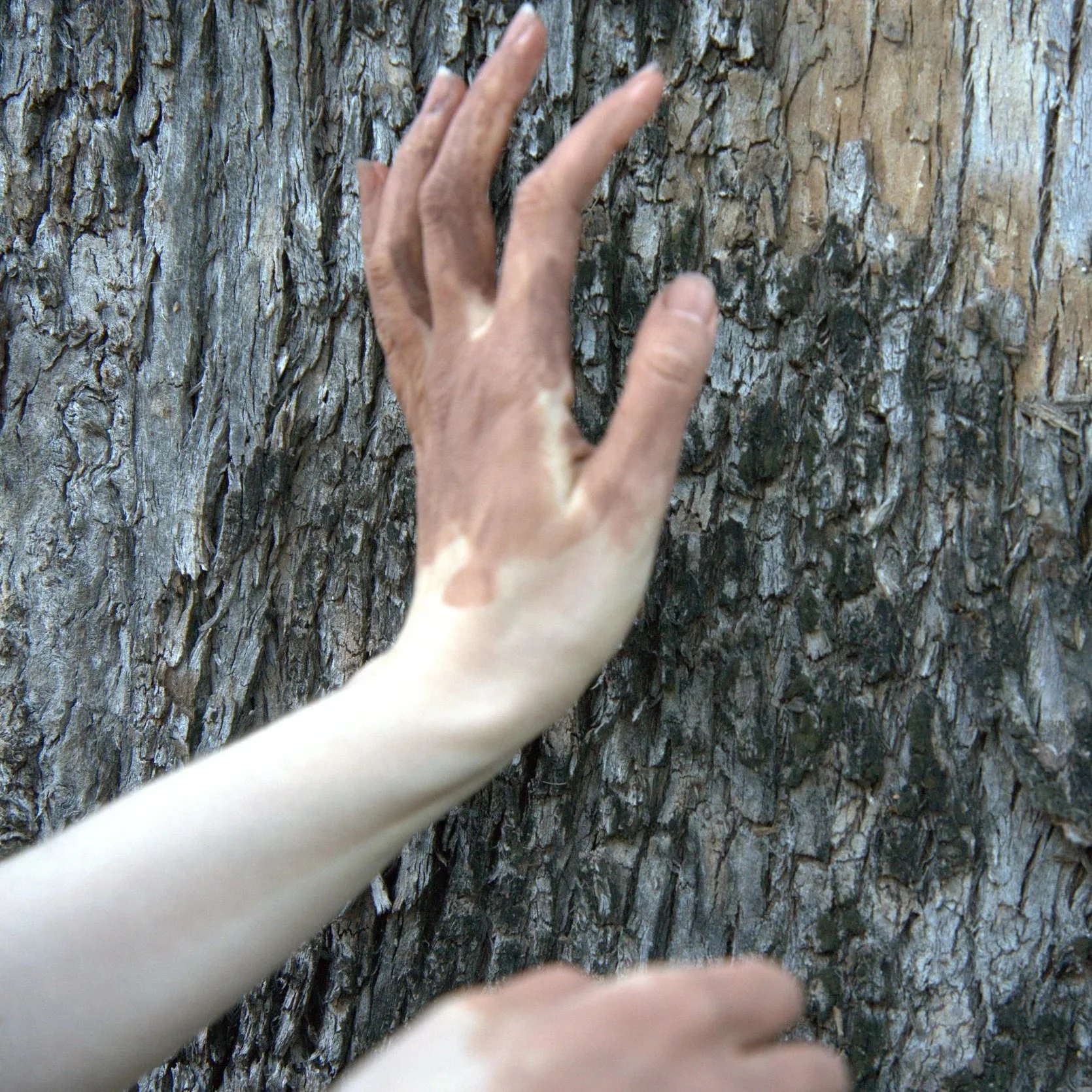 Close-up of a hand touching the rough bark of a tree.
