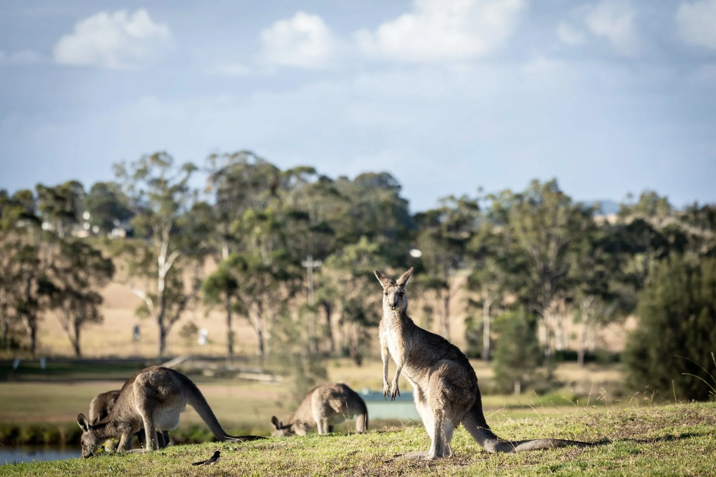 Kangaroos grazing and one kangaroo jumping in a natural outdoor habitat with trees and a partly cloudy sky.