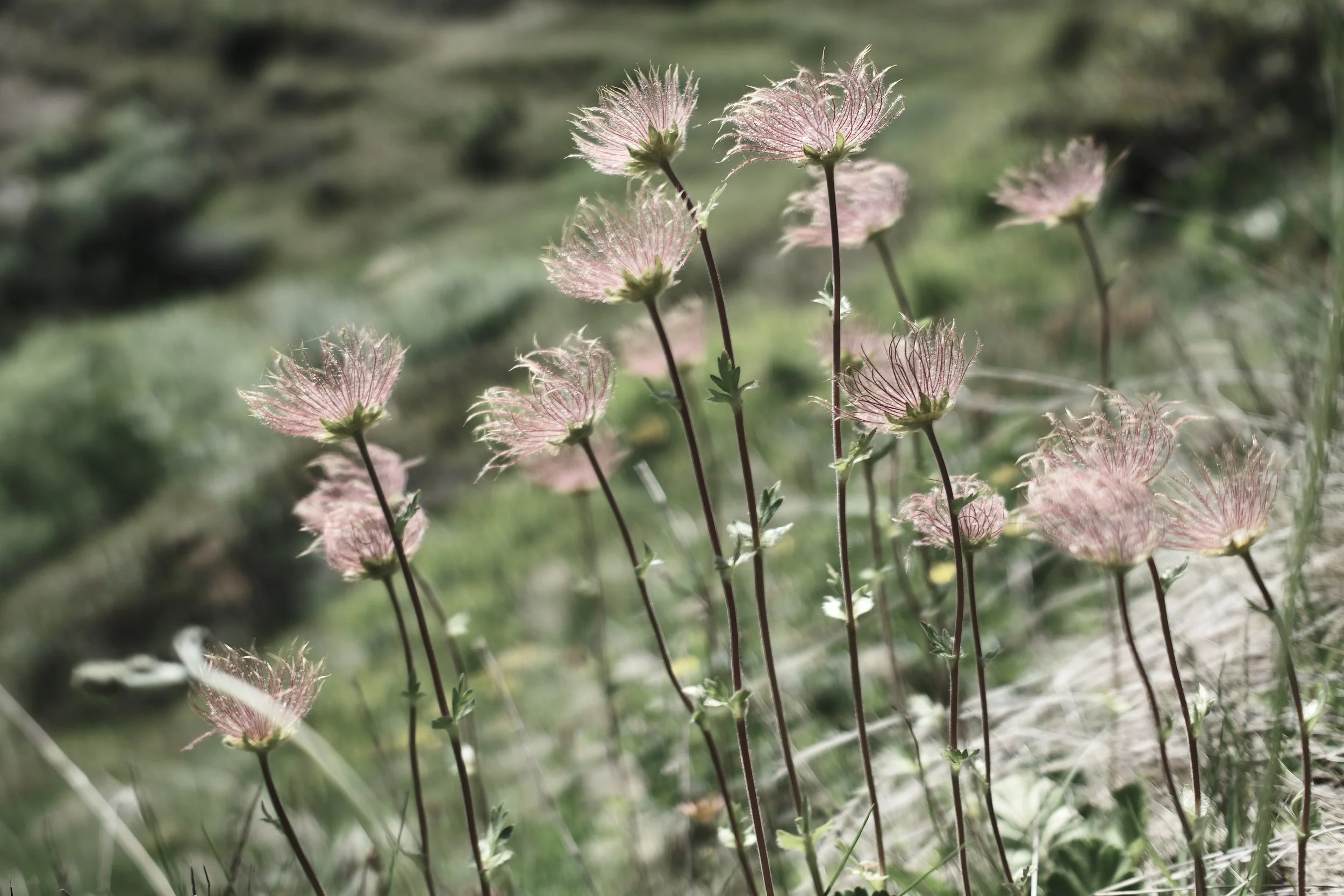Alpine wildflowers surrounding Haus Mannenberg, reflecting the natural inspiration behind the Signature Full Body Massage in the Bernese Oberland.