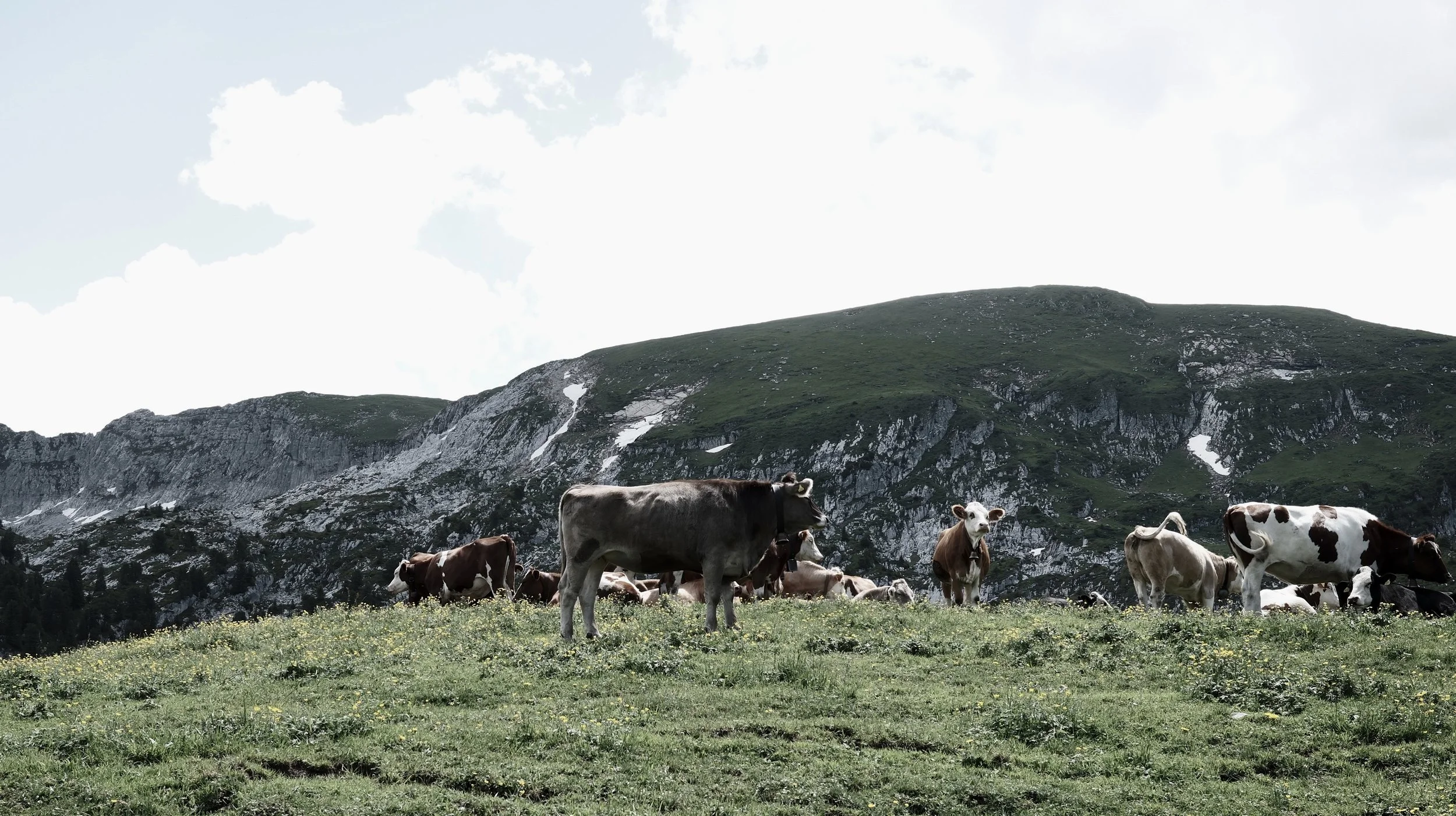 Cows grazing on a green field with mountains and a partly cloudy sky in the background.