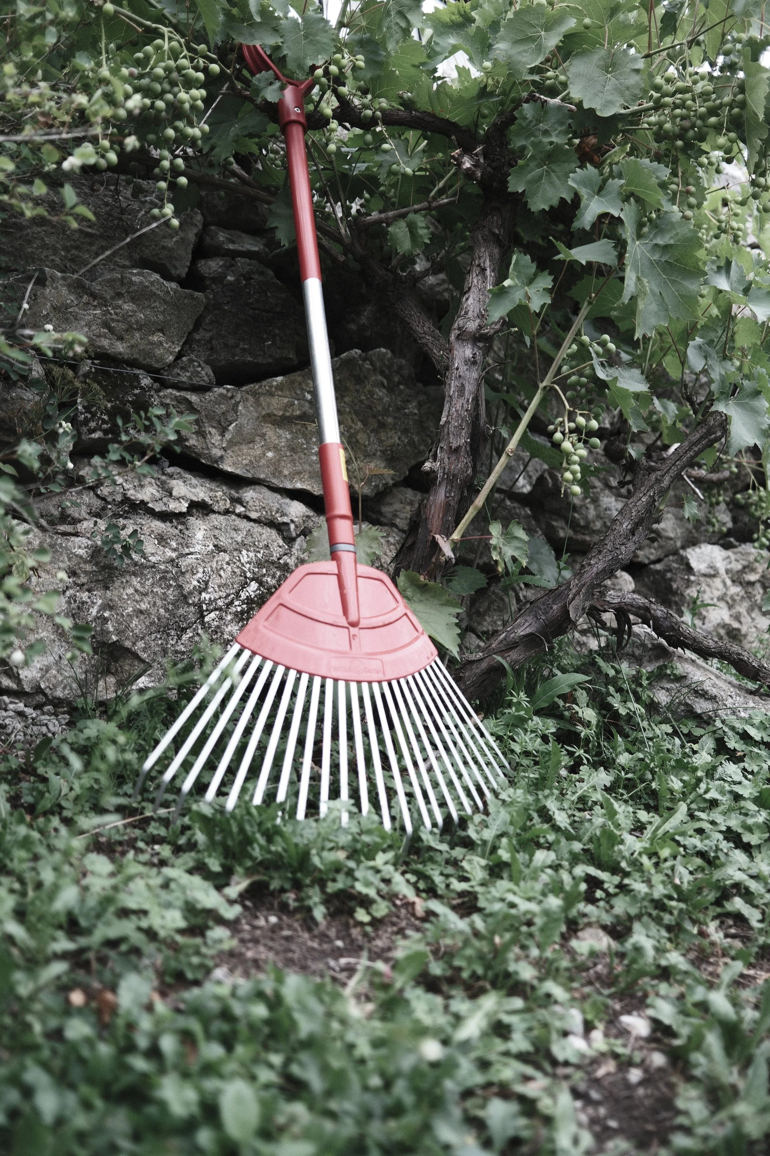 A garden scene with a rake leaning against a stone wall, surrounded by green vine leaves and unripe grape clusters.