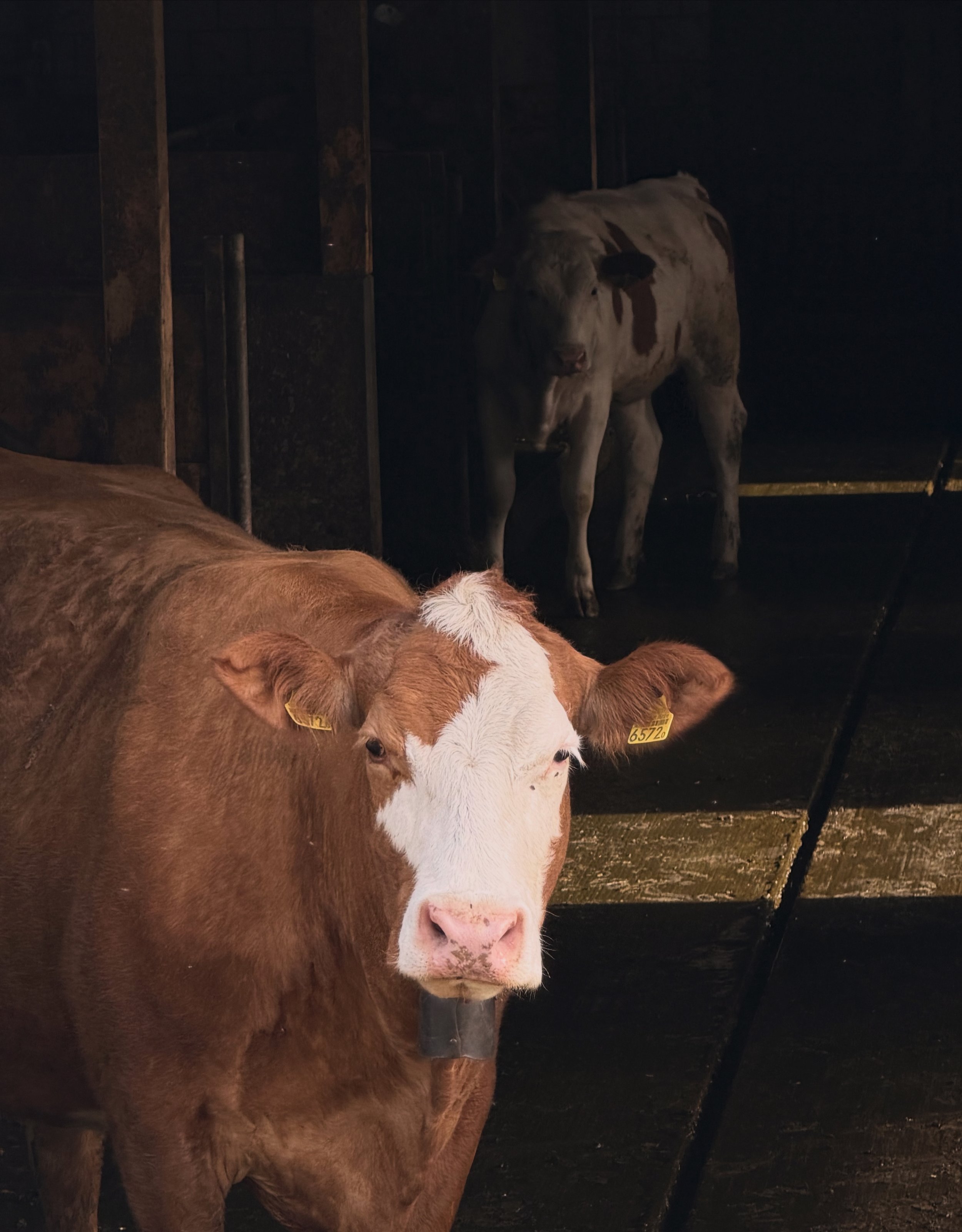 A brown and white calf with a white face and pink nose in a barn, standing near a dark corner and partially obscured by another animal.