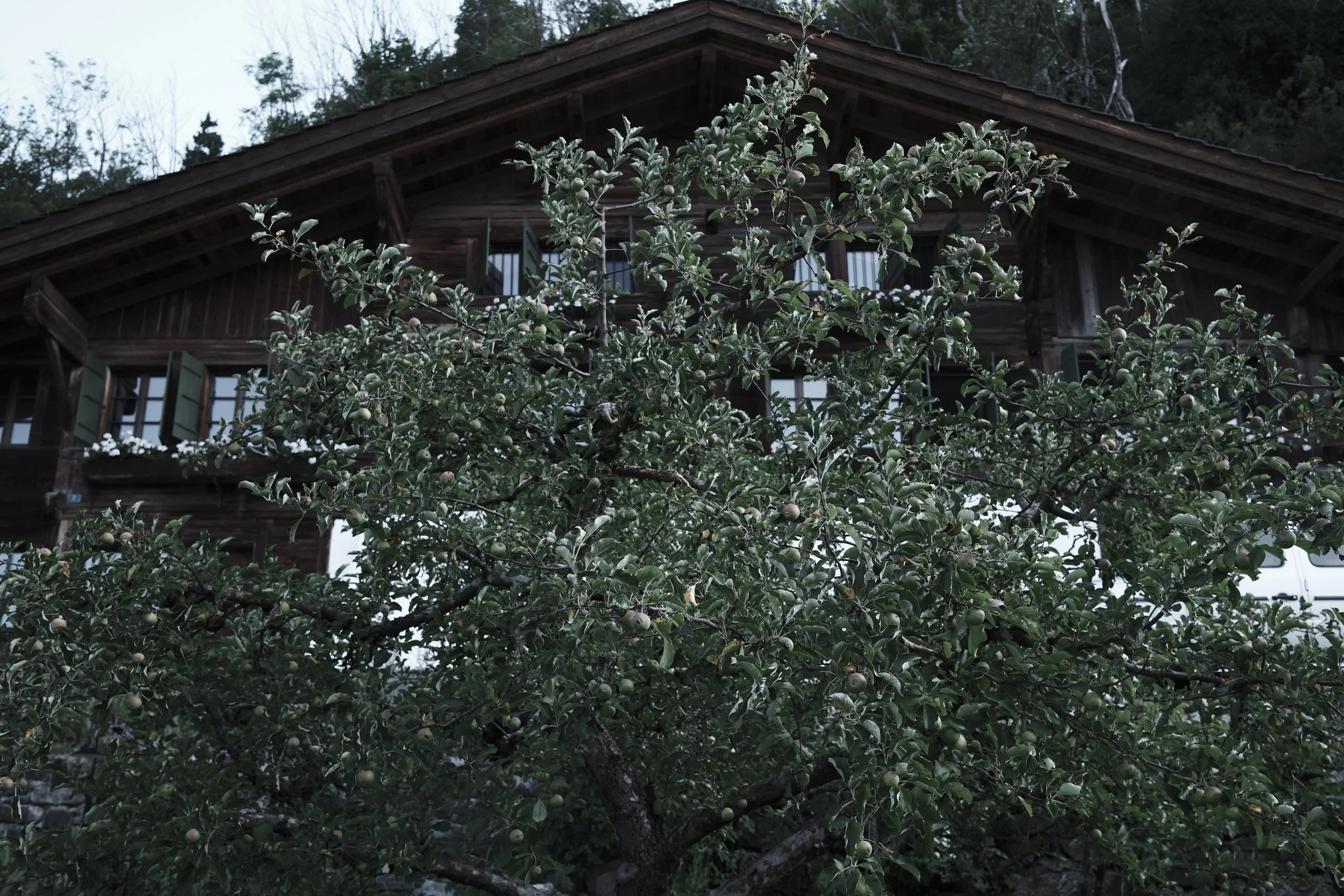 Apple tree with ripe apples in front of a wooden house with open windows in a wooded area.