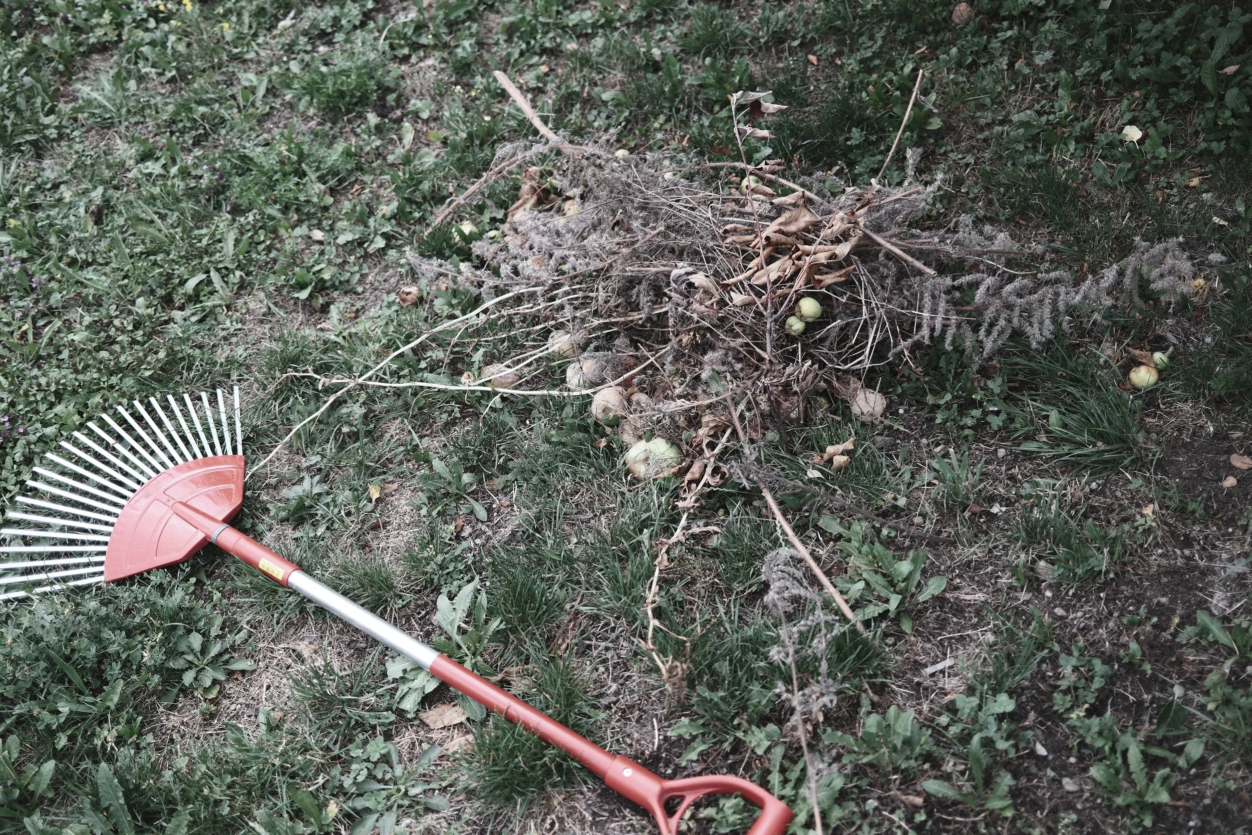 Lawn and garden area with a toppled garden rake on the grass and organic debris, branches, and some green apples on the ground.