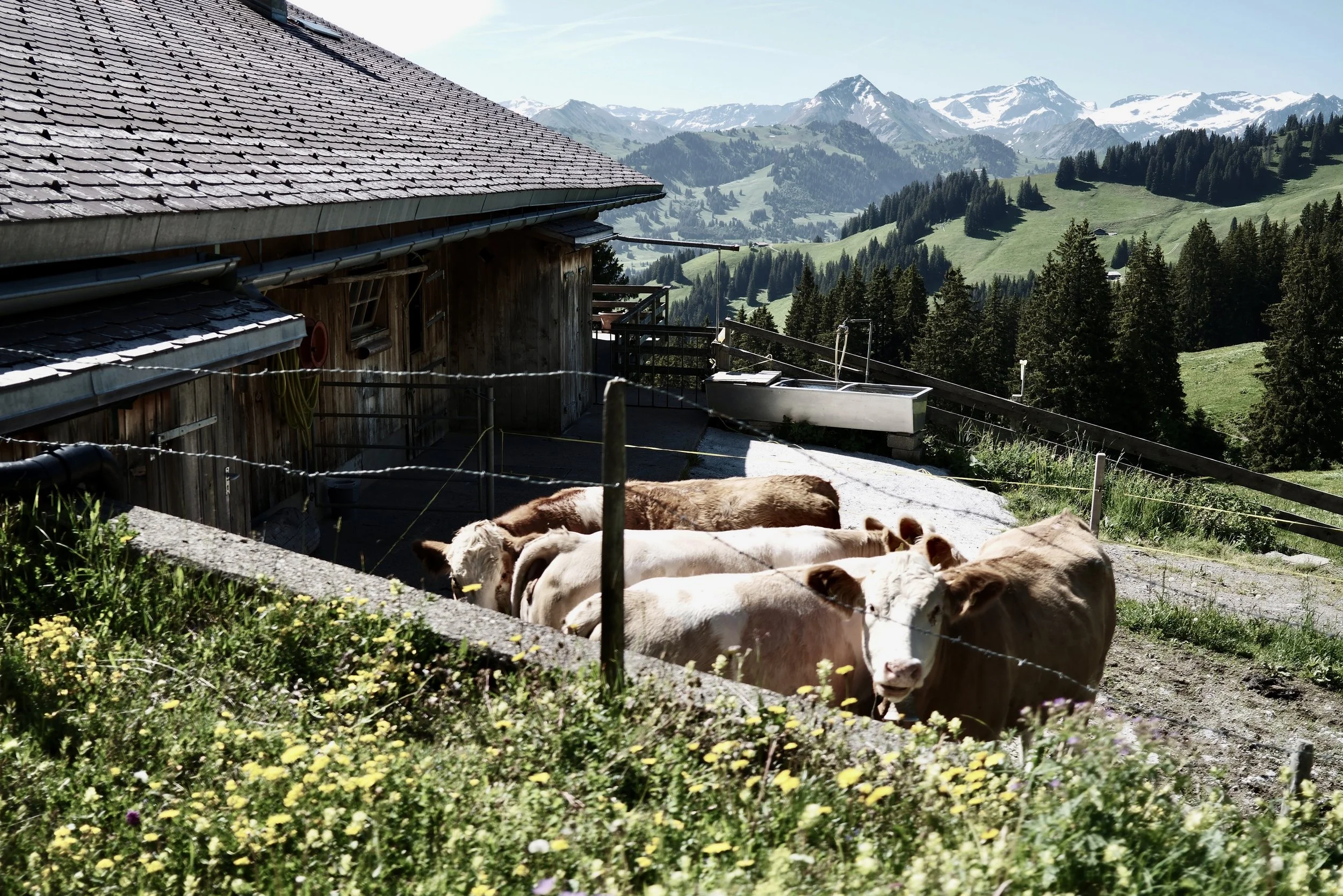 A rural mountain scene with a wooden house, green rolling hills, tall forested trees, and snow-capped mountains in the background. Several cows are resting in the foreground.