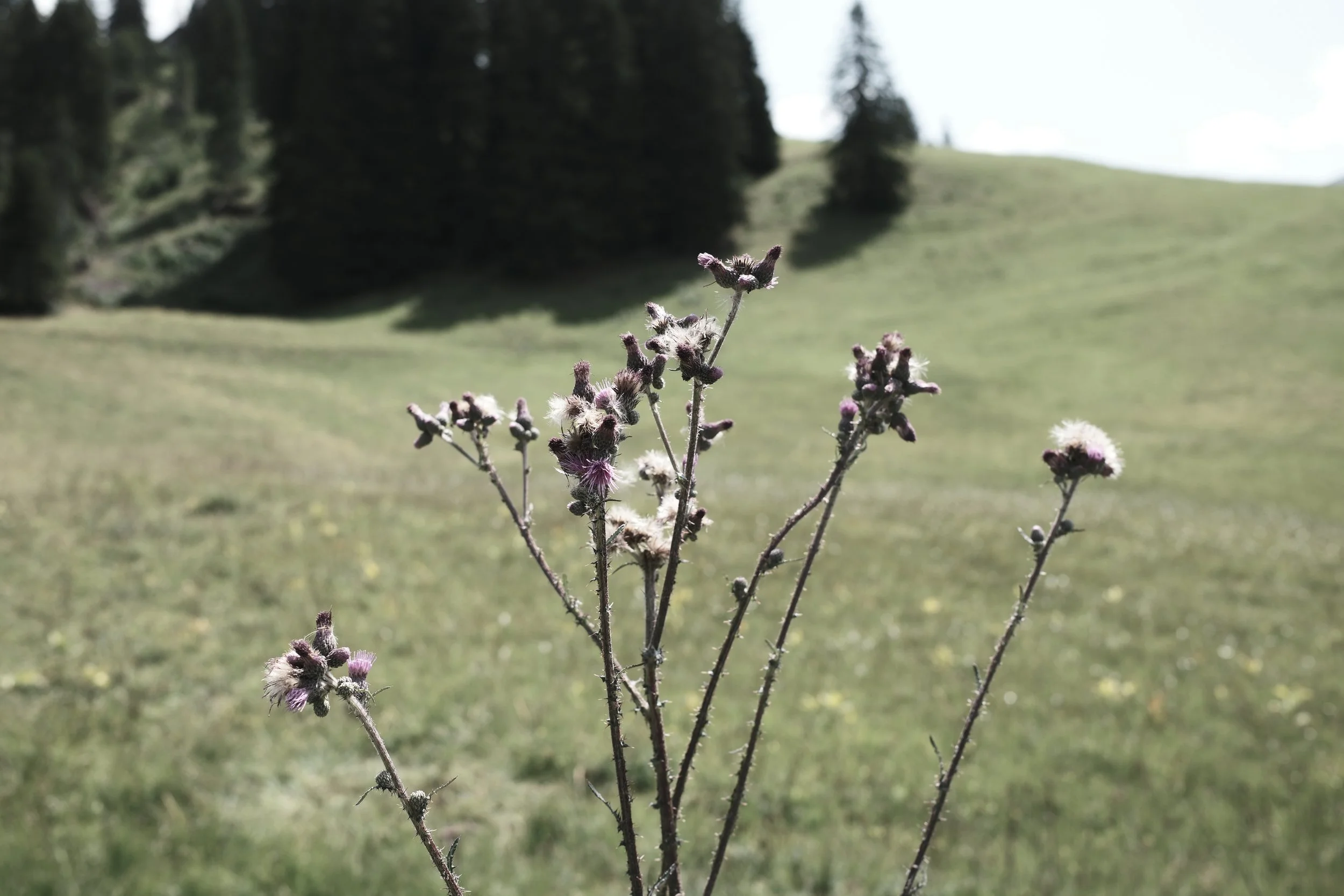 Alpine botanicals near Haus Mannenberg, reflecting the natural ingredients and restorative philosophy behind the Susanne Kaufmann Anti-Ageing Facial.