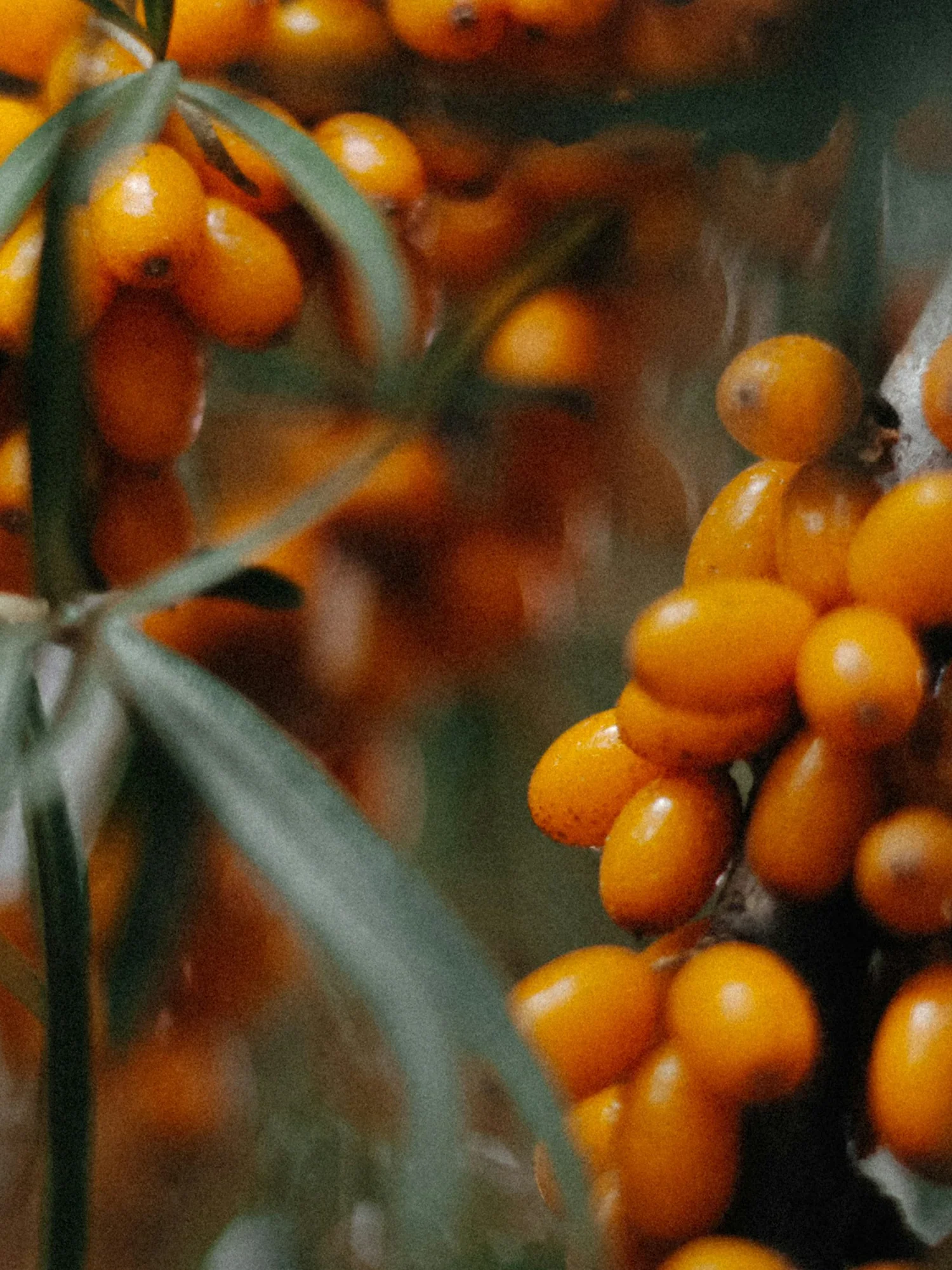 Sea_buckthorn_2.jpg.webp