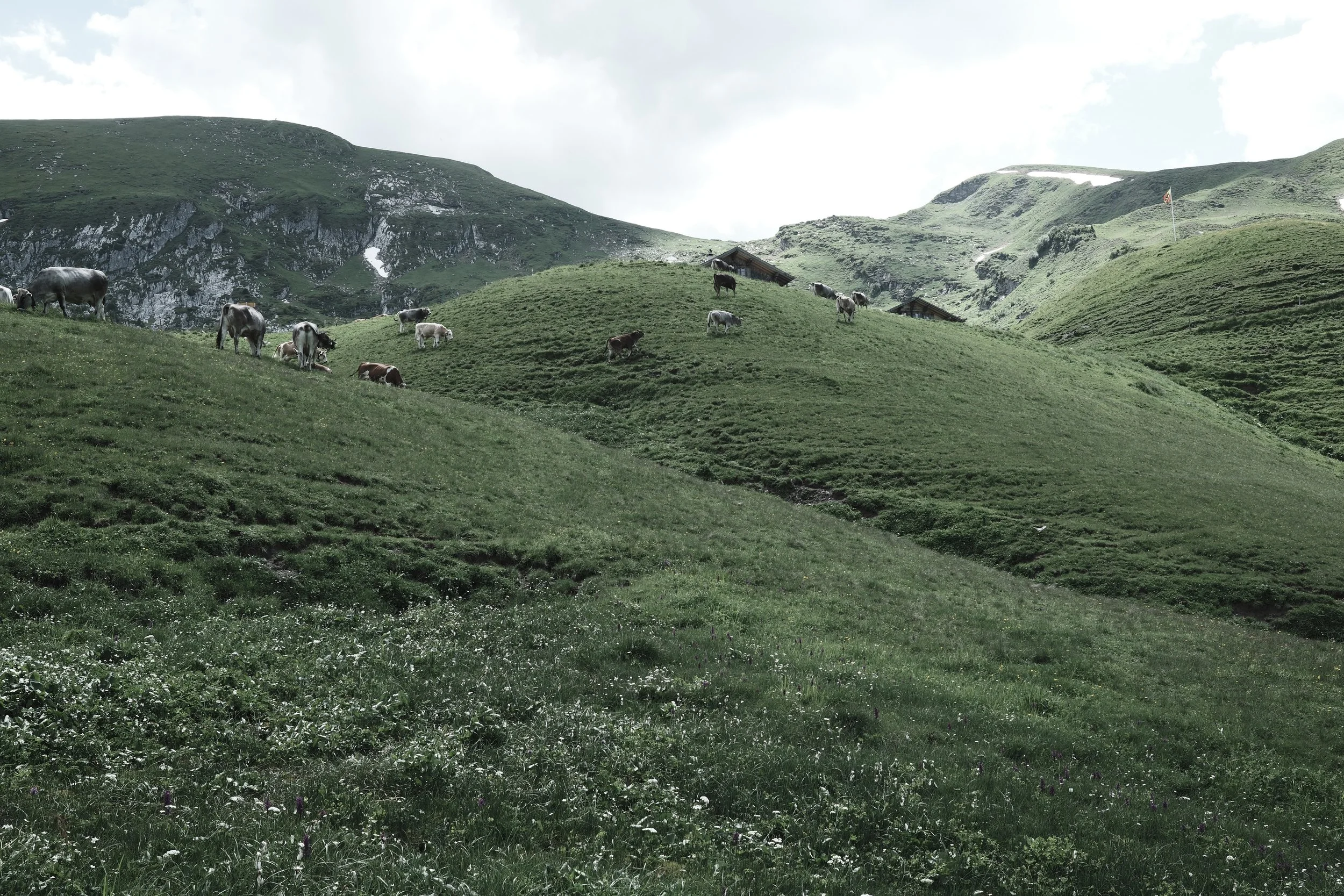 Green hillside pasture with grazing cows, small wooden cabins, and mountainous terrain in the background under a cloudy sky.
