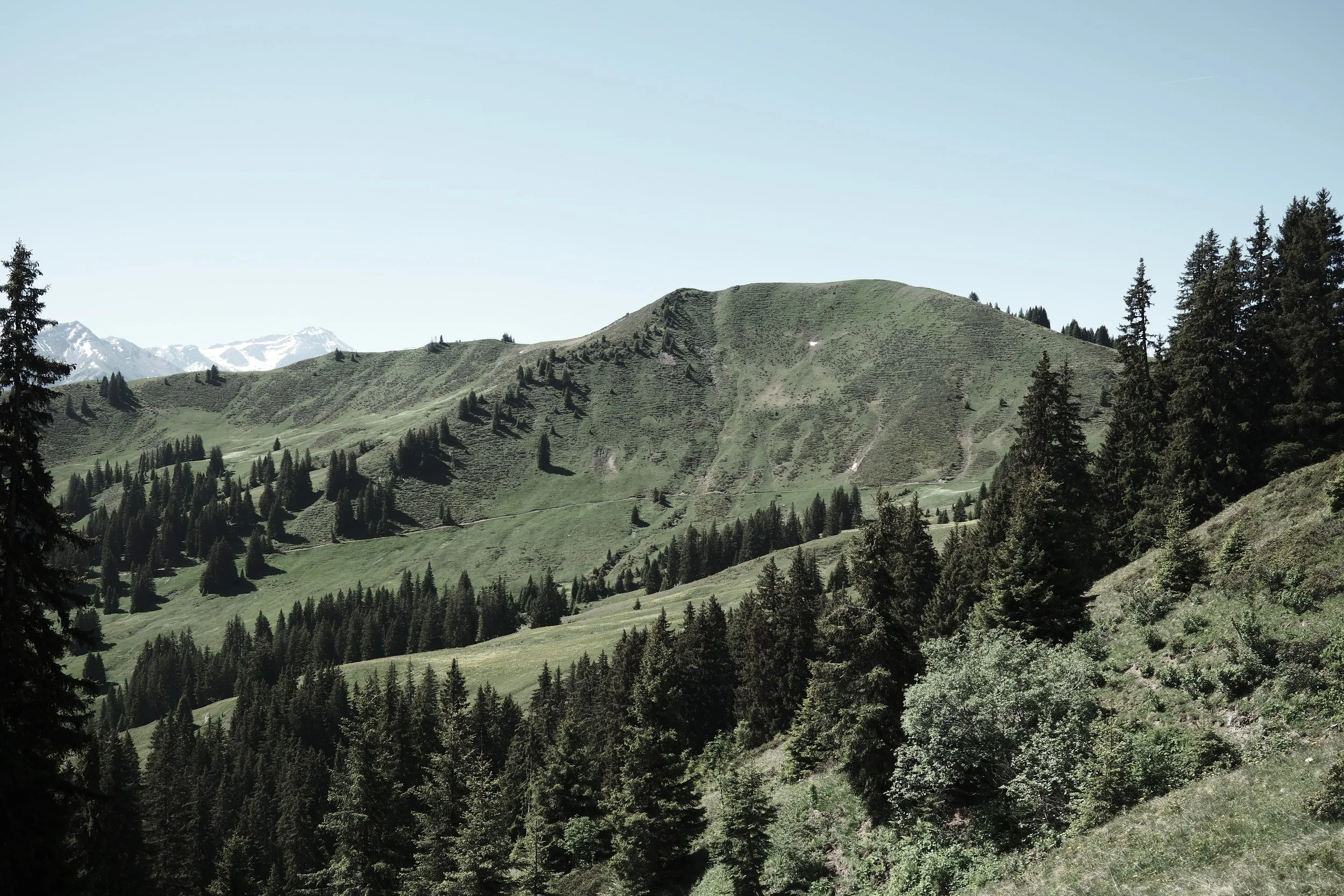 Scenic view of green rolling hills with patches of trees, mountain peaks in the distance, and a clear blue sky.