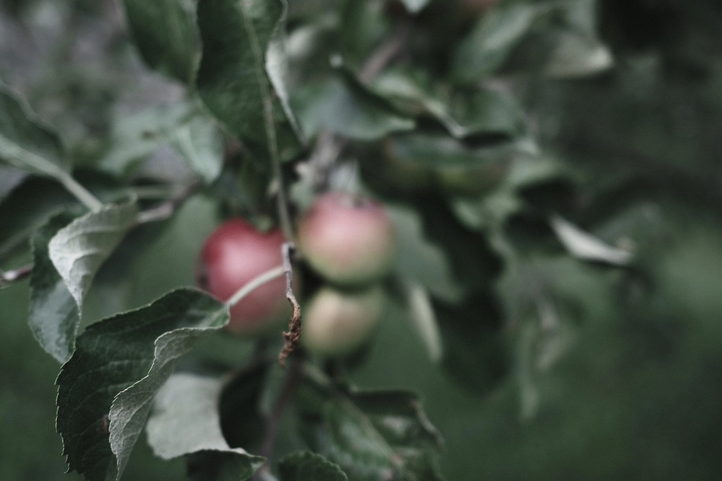 Close-up of holly leaves and berries, with green and pinkish berries partially visible.