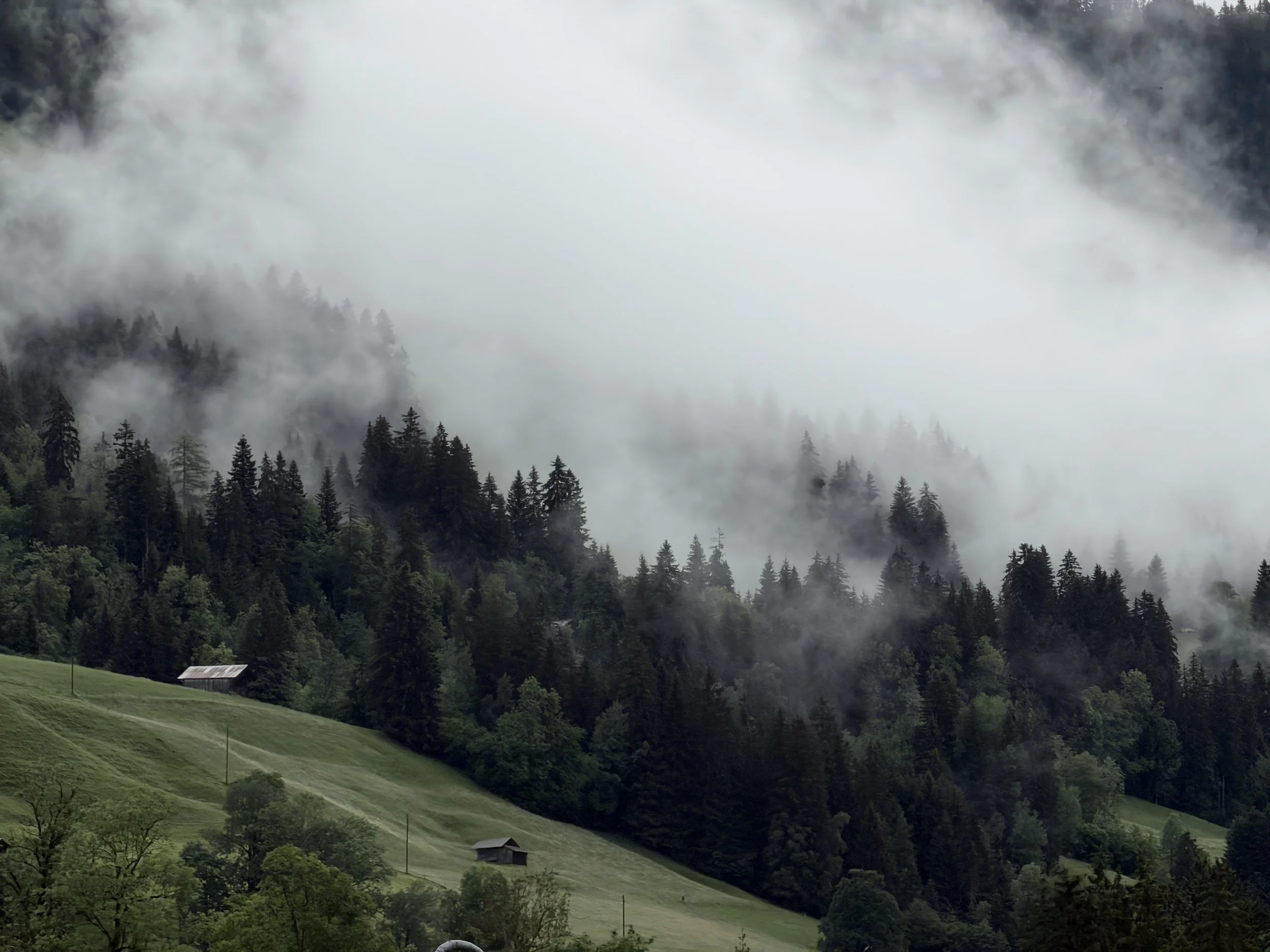 A forested mountainside with tall evergreen trees and rolling green hills, shrouded in fog and low-hanging clouds.