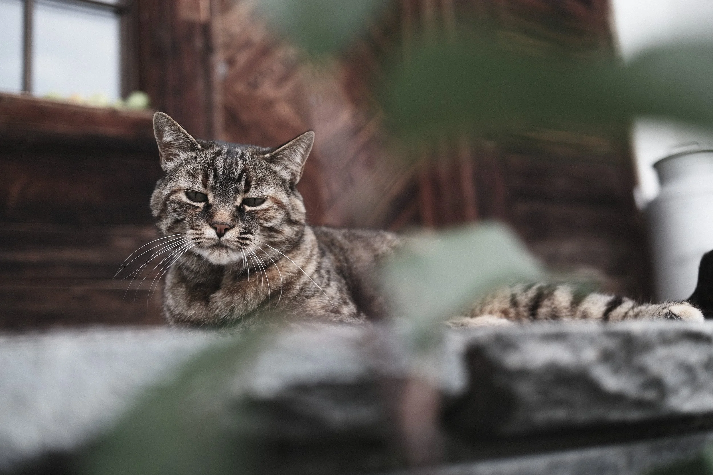 A tabby cat lying on the floor indoors near a window, looking relaxed with slightly squinted eyes.