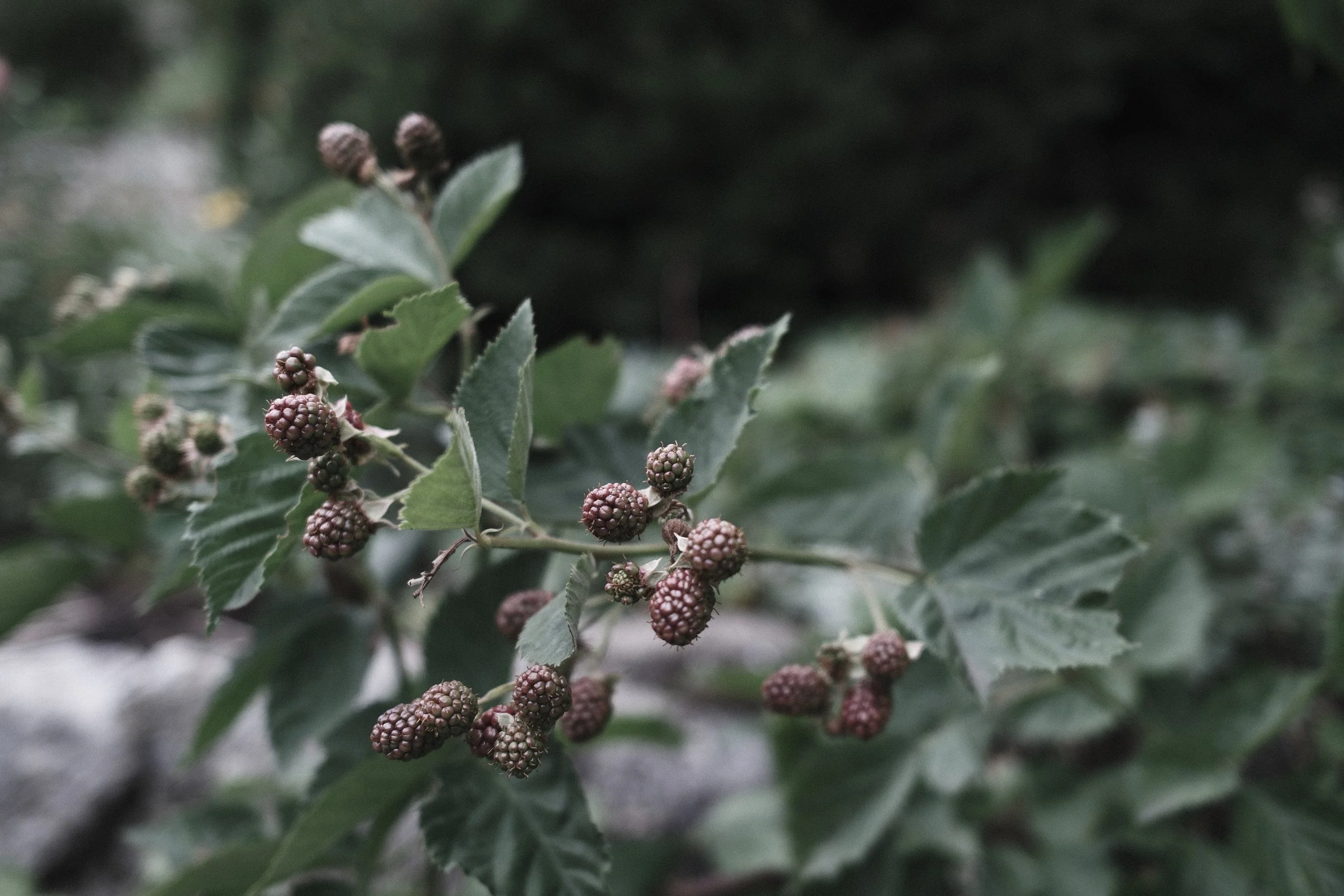 Close-up of blackberry brambles with ripening berries and green leaves.