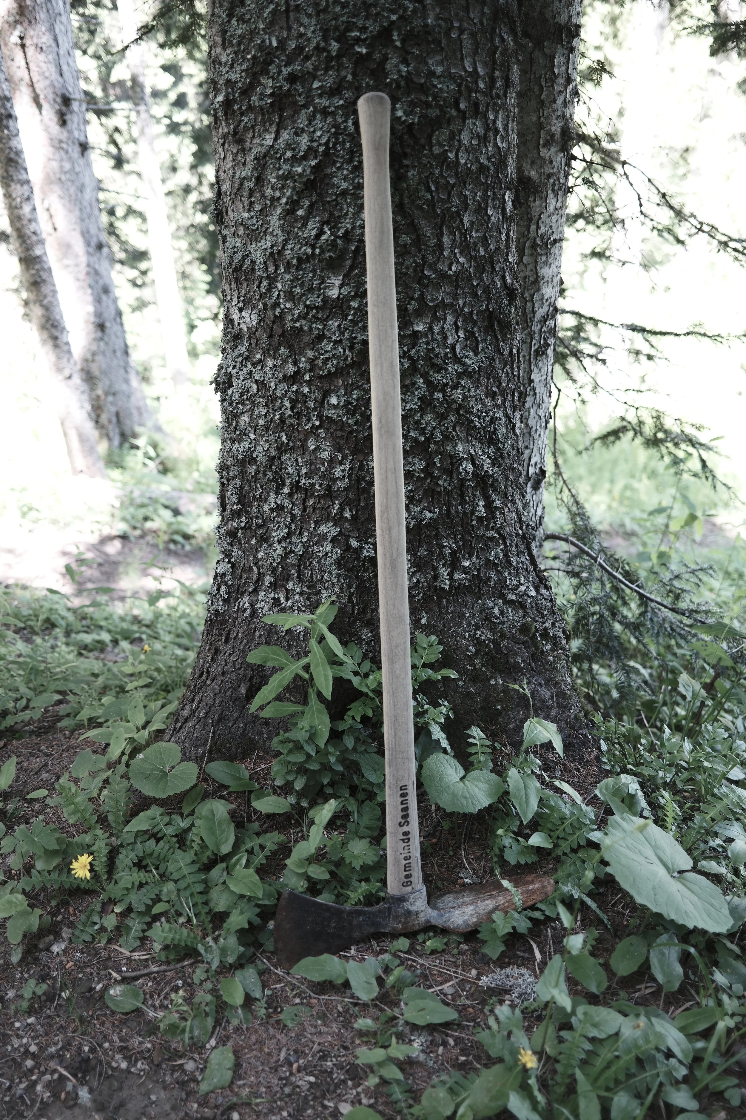 A tree with a measuring stick labeled 'Gemälde Sammen' placed against its trunk in a forested area with green plants and yellow flowers on the ground.
